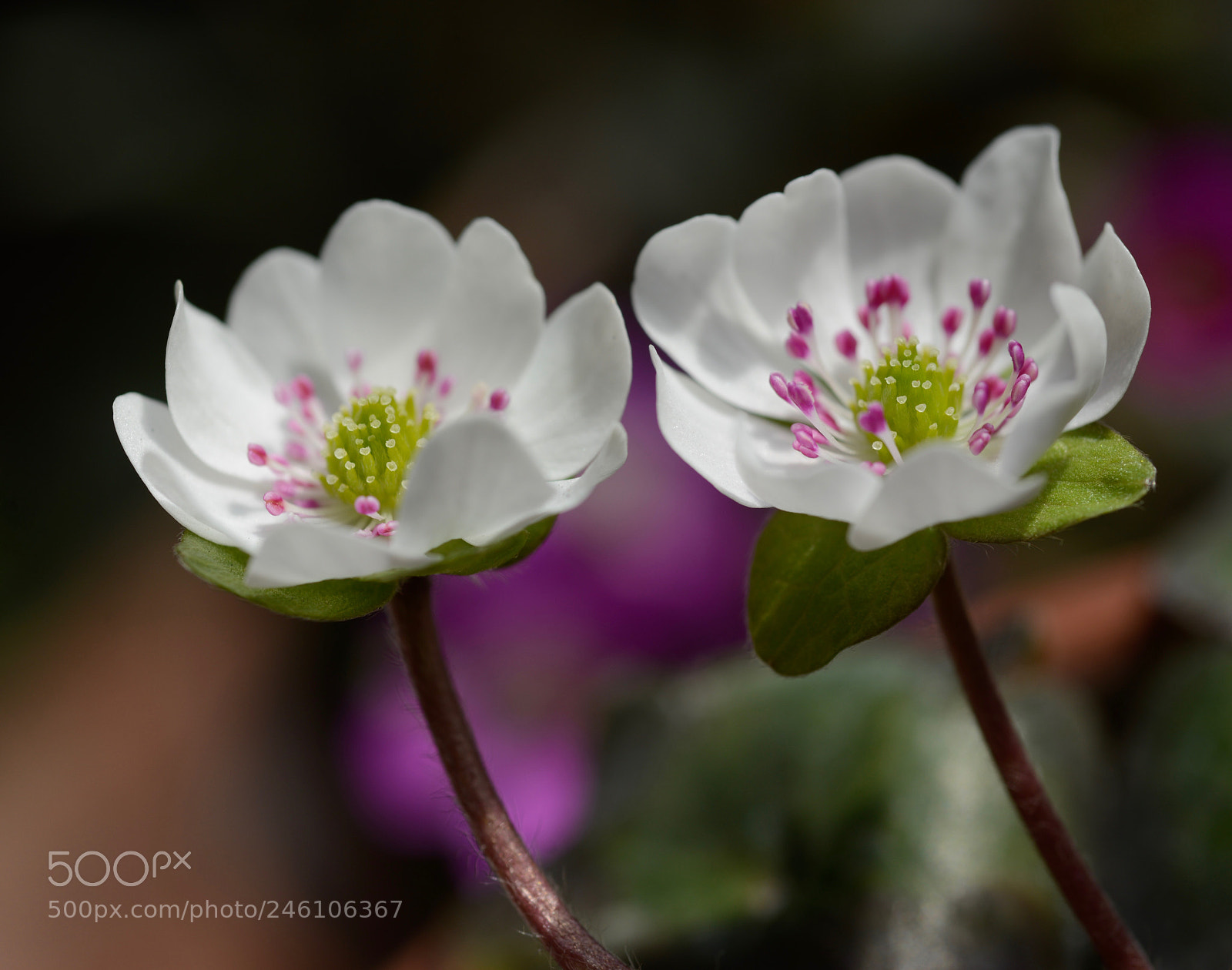 Nikon D800E sample photo. Untitled photography
