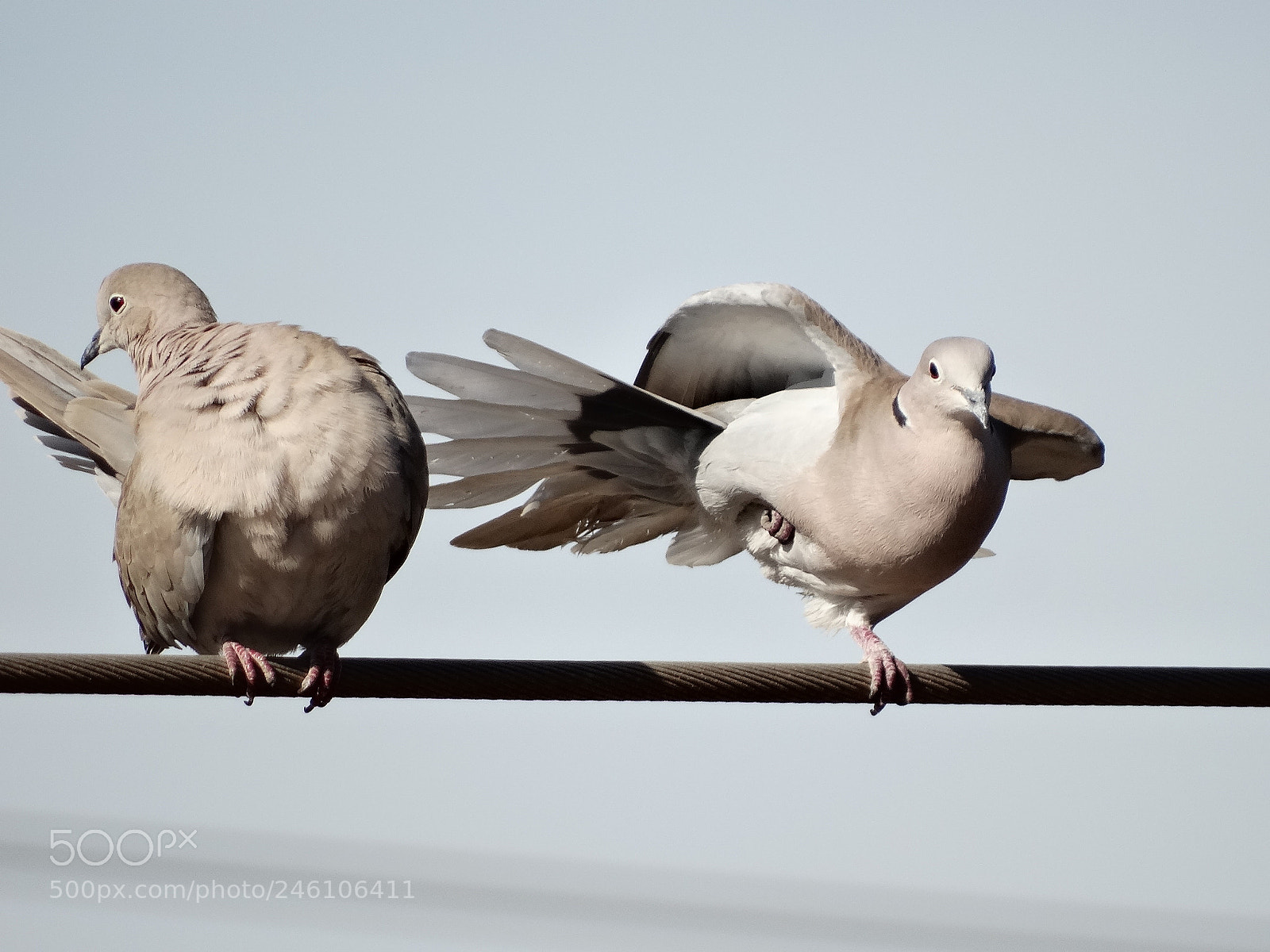 Sony Cyber-shot DSC-HX300 sample photo. Turtledove dancing photography