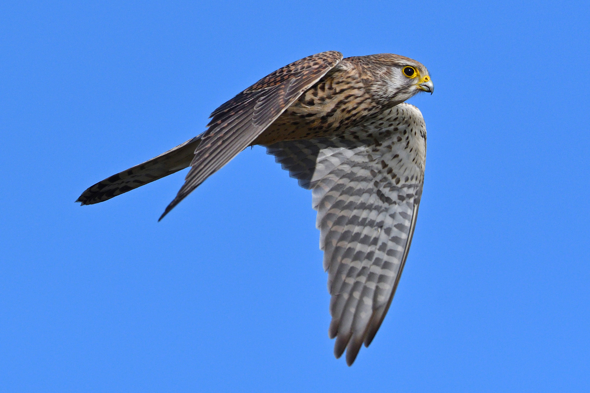 Nikon AF-S Nikkor 500mm F4E FL ED VR sample photo. Clear sky photography