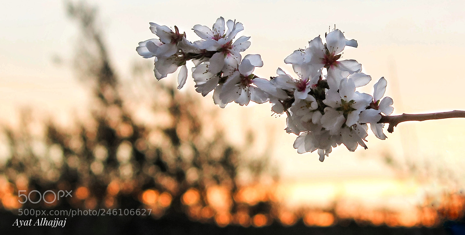 Canon EOS 600D (Rebel EOS T3i / EOS Kiss X5) sample photo. Almond blossom ? photography