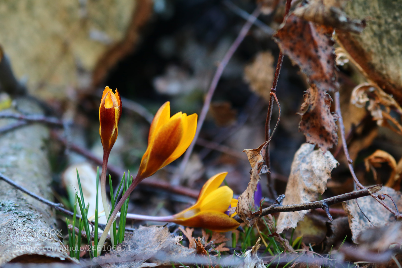 Canon EOS 750D (EOS Rebel T6i / EOS Kiss X8i) sample photo. Spring is coming! photography
