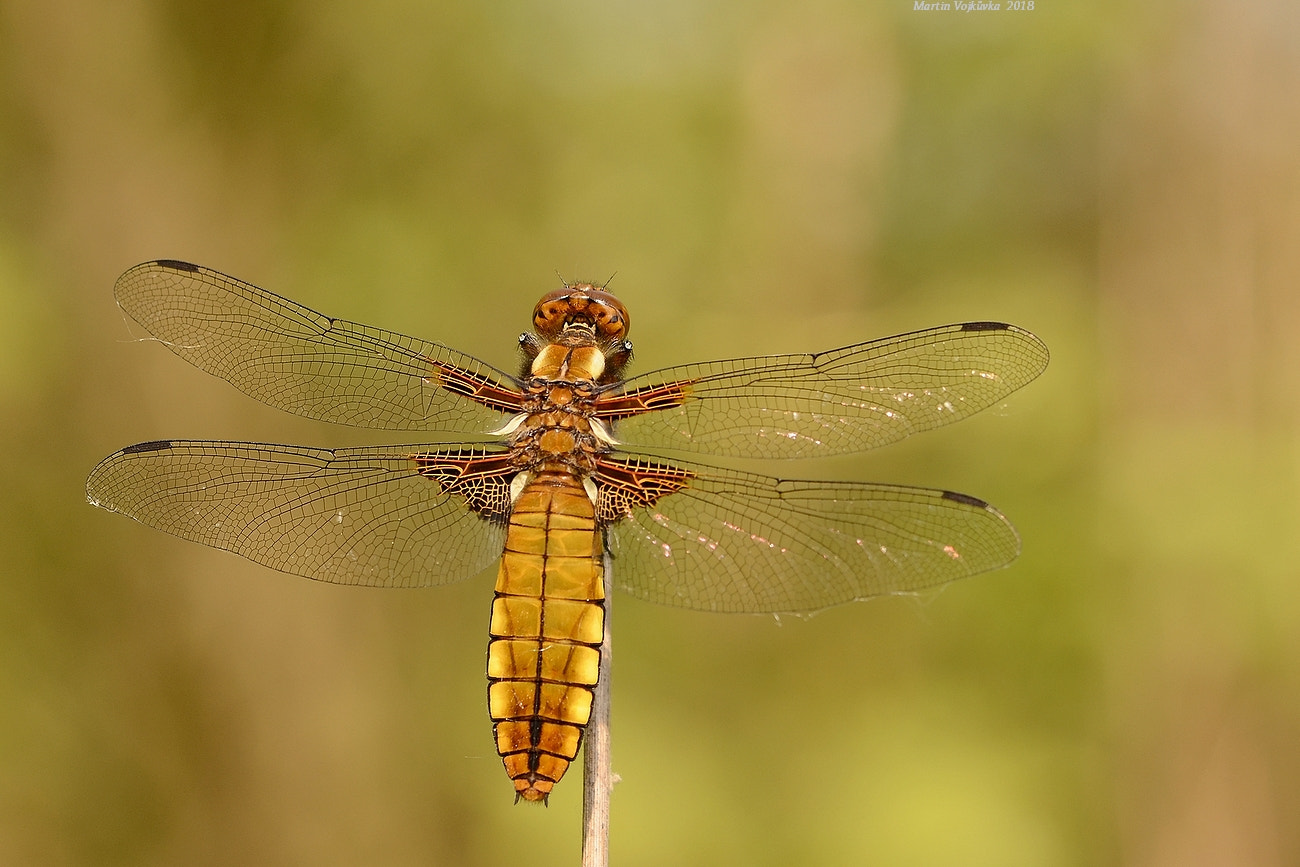 Nikon AF-S DX Micro-Nikkor 85mm F3.5G ED VR sample photo. Libellula depressa photography