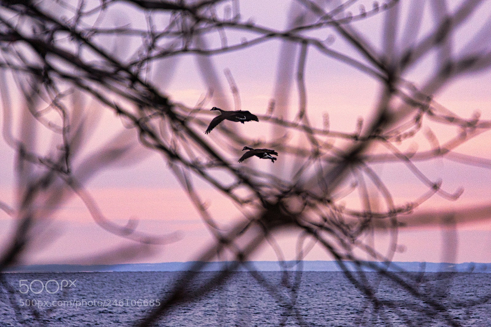 Nikon D7200 sample photo. Geese through the trees photography