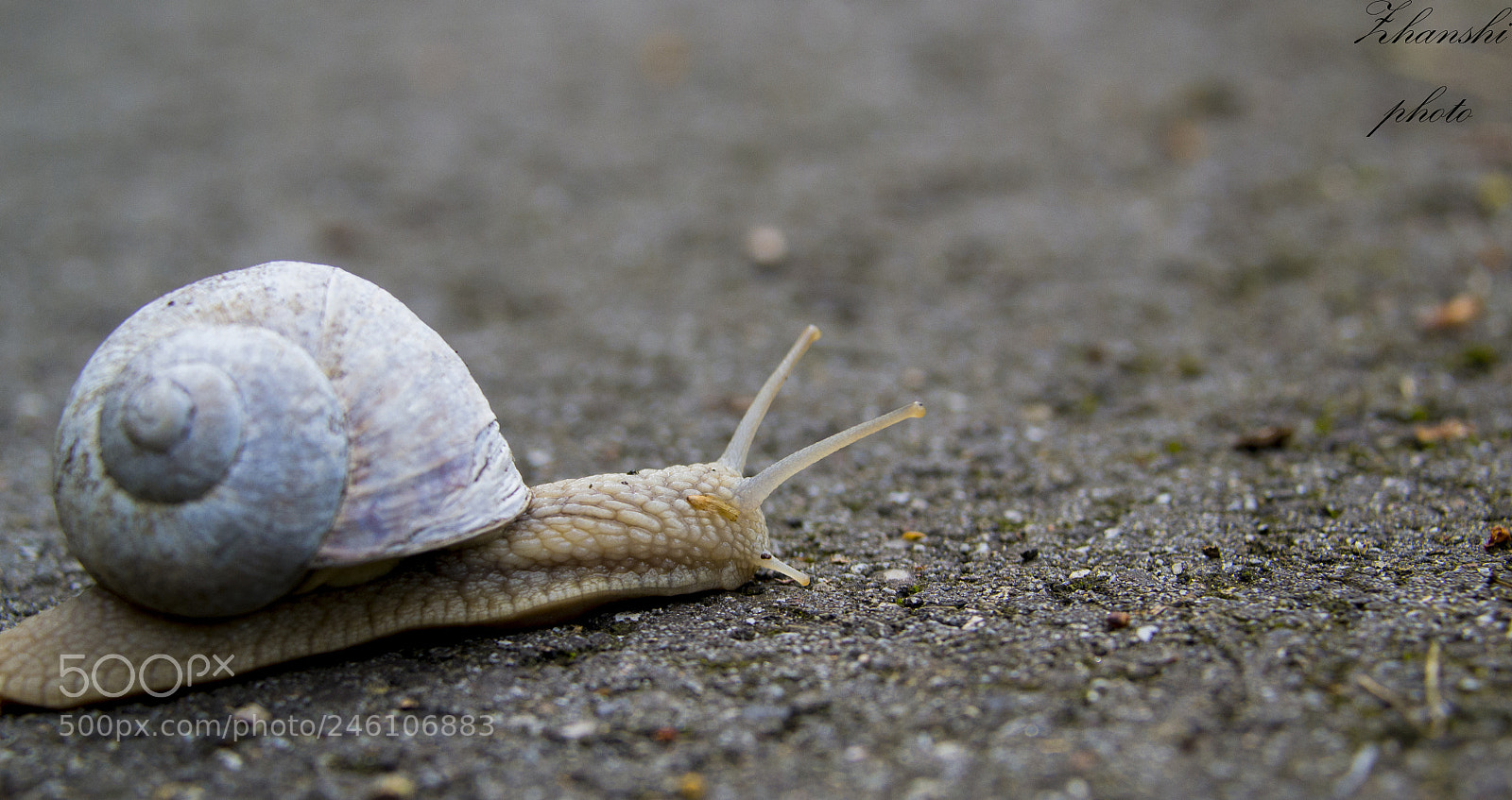 Nikon D3100 sample photo. Snail photography