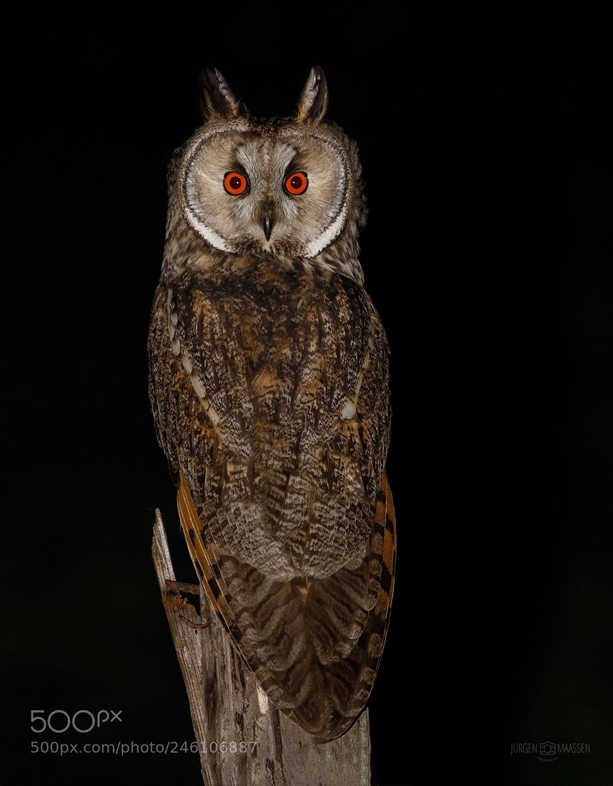 Canon EOS 7D Mark II sample photo. Long eared owl. photography