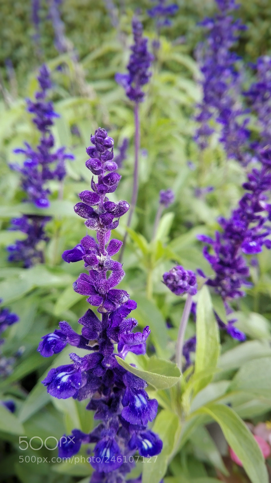 HUAWEI P8 Lite sample photo. Untitled photography