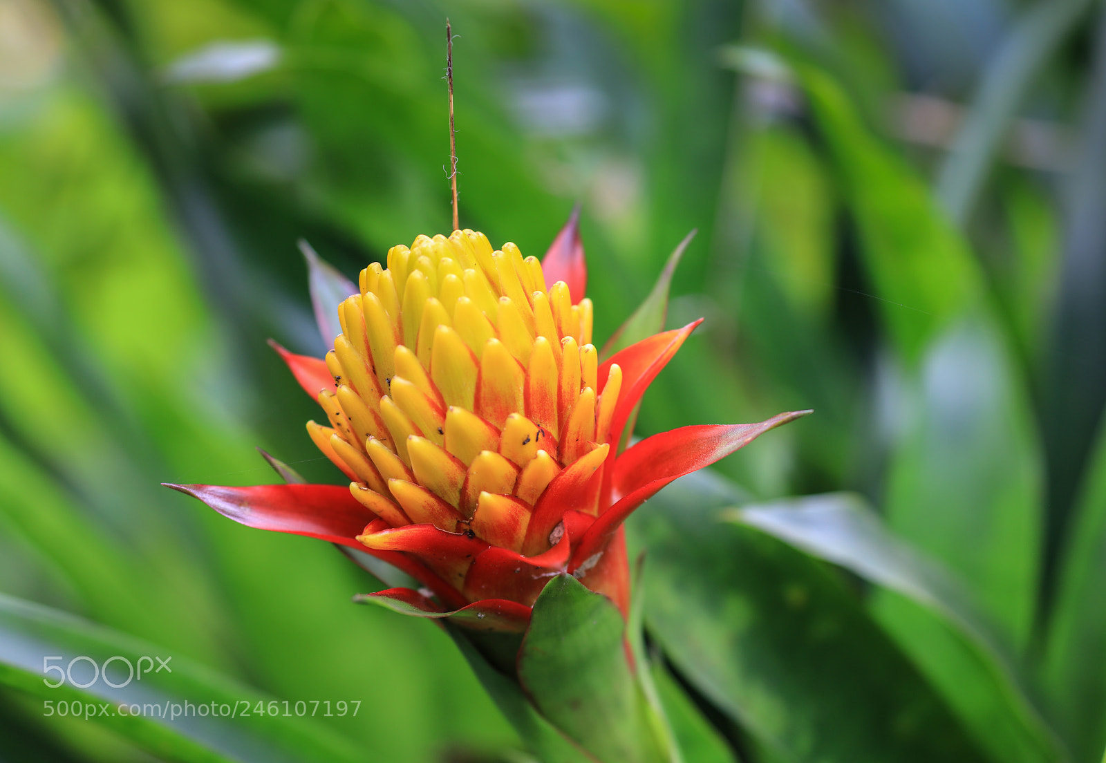 Canon EOS 5DS R sample photo. Huntes garden 1, barbados photography
