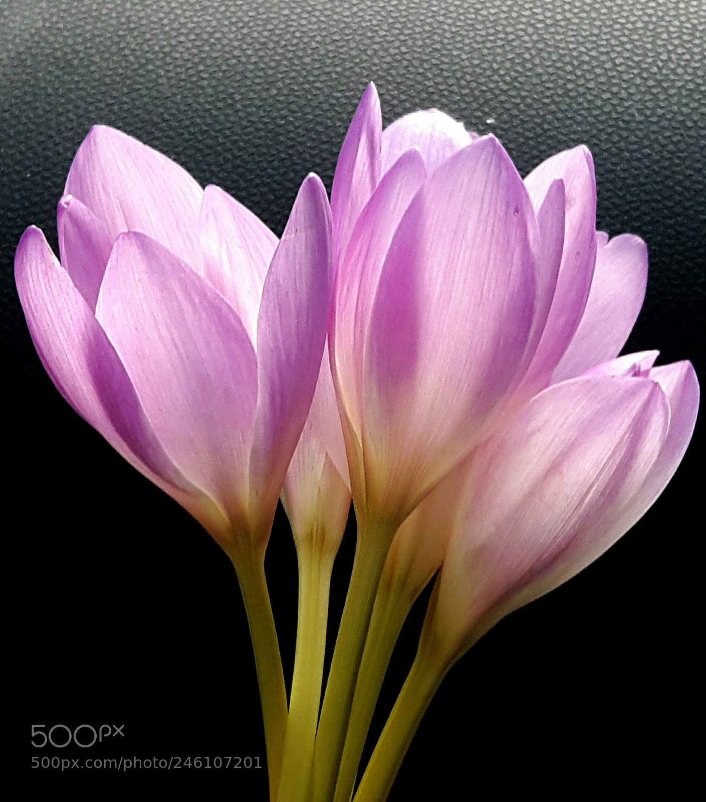 Samsung Galaxy A8 sample photo. Crocus.. photography