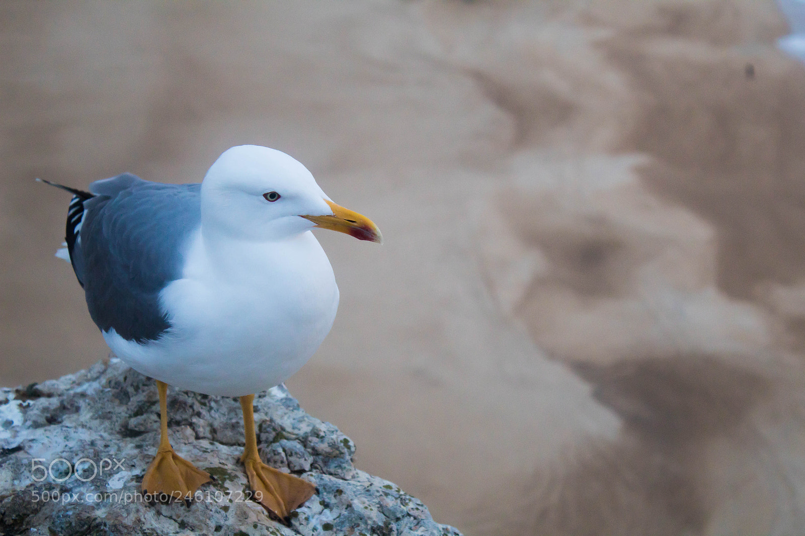 Canon EOS 1300D (EOS Rebel T6 / EOS Kiss X80) sample photo. Photogenic seagul photography