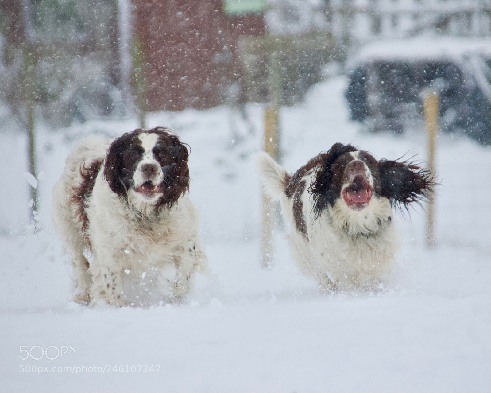 Canon EOS 550D (EOS Rebel T2i / EOS Kiss X4) sample photo. Bracon and rosie running photography