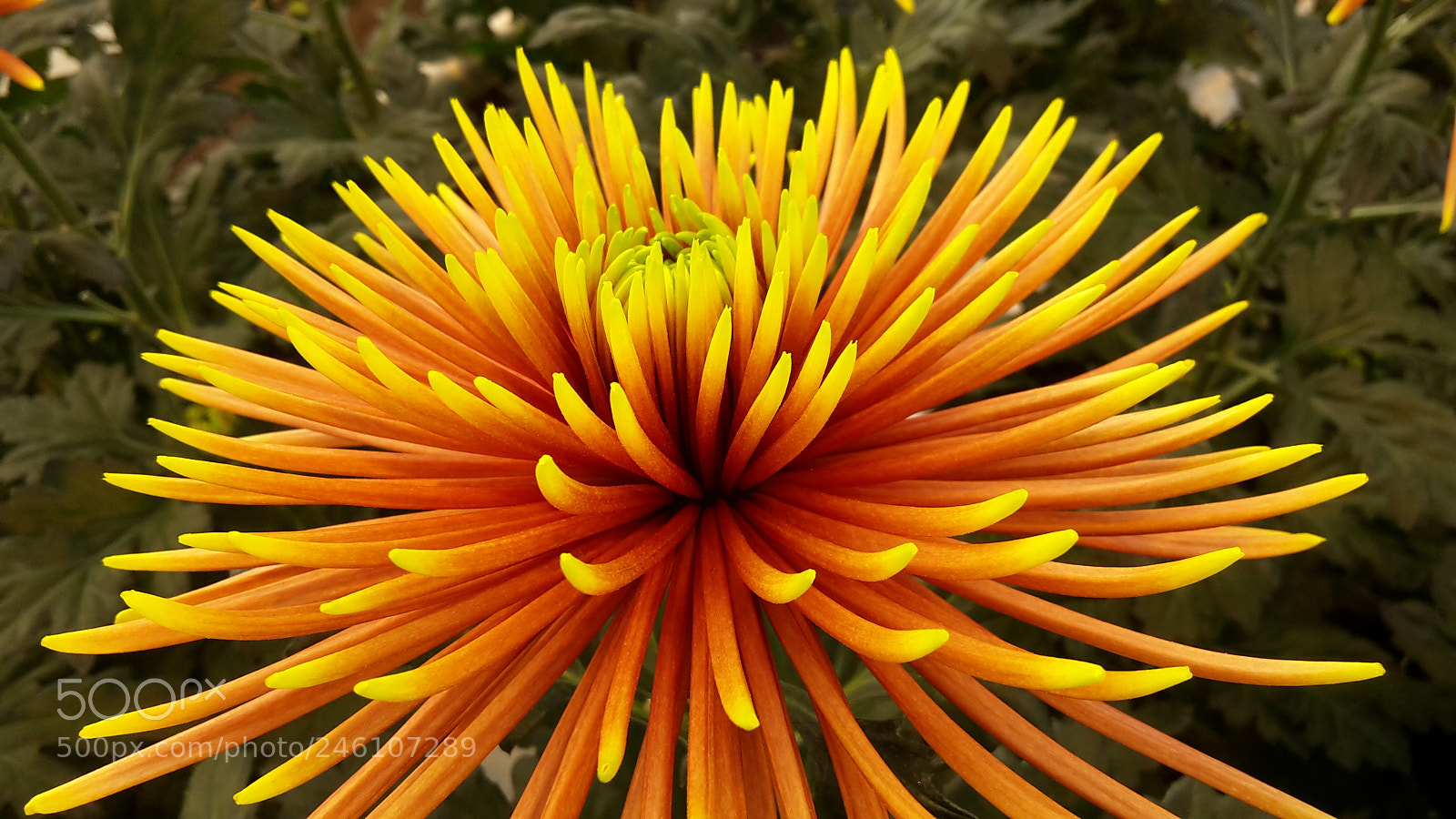 Samsung Galaxy S5 Mini sample photo. Gold photography