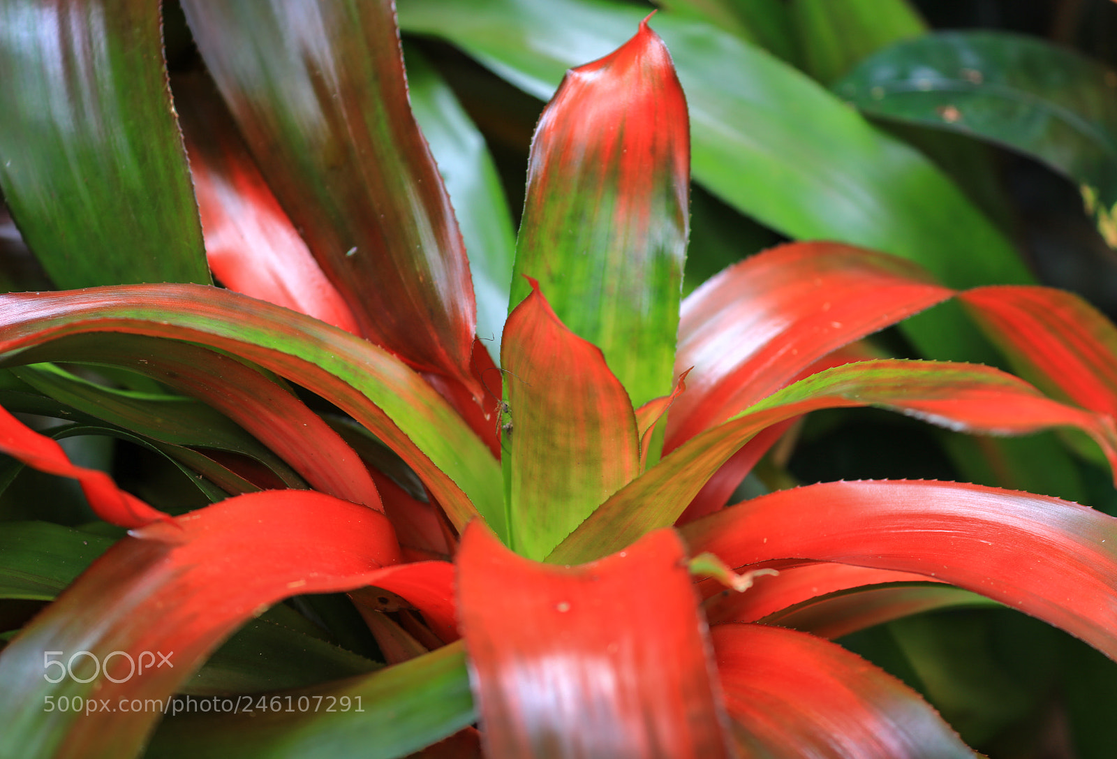 Canon EOS 5DS R sample photo. Huntes garden 2, barbados photography