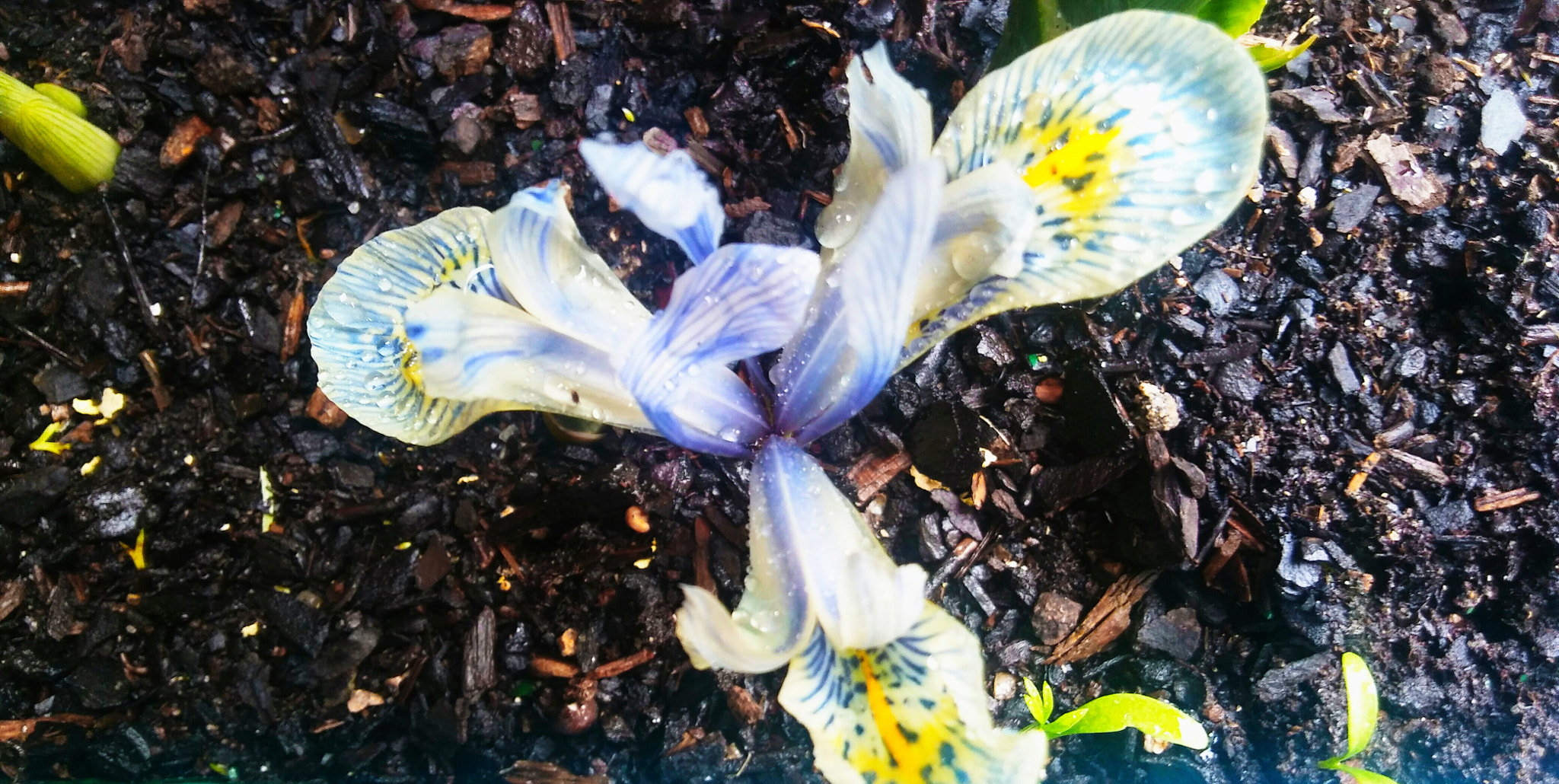 LG K10 sample photo. Iris photography