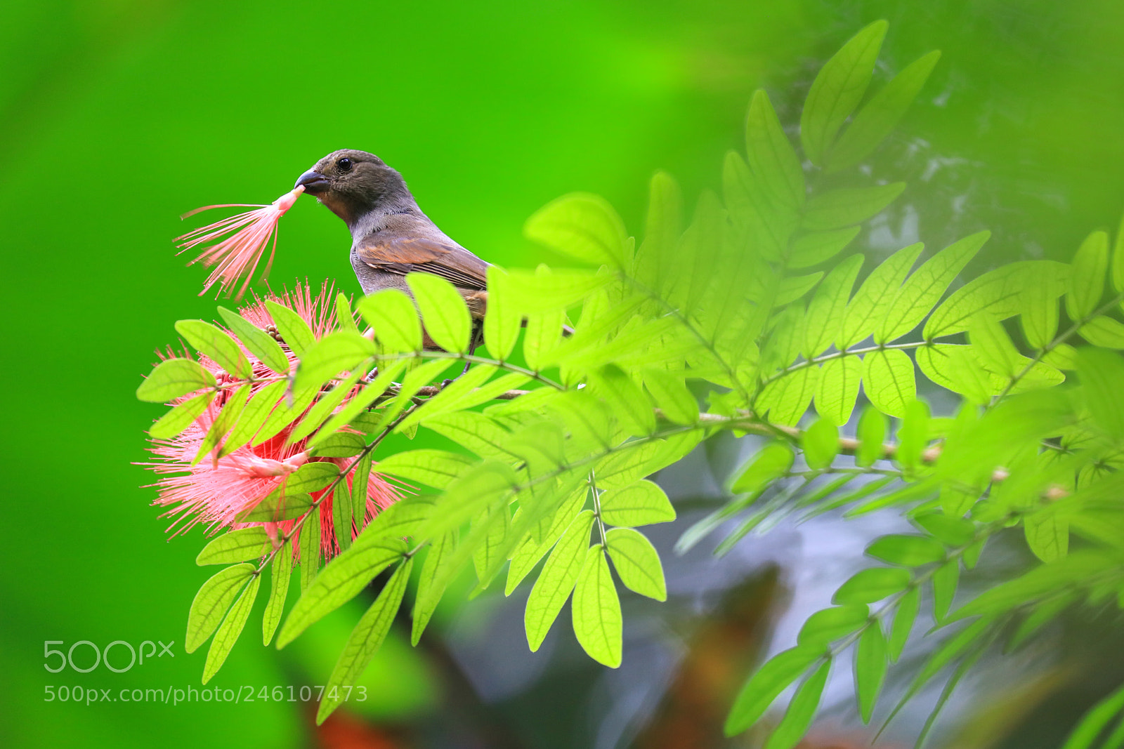 Canon EOS 5DS R sample photo. Huntes garden 3, barbados photography
