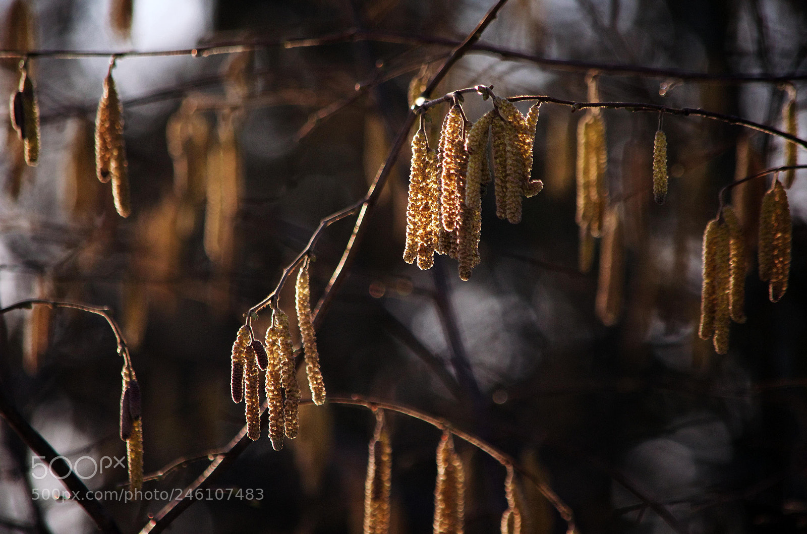 Nikon D5100 sample photo. Silver birch photography