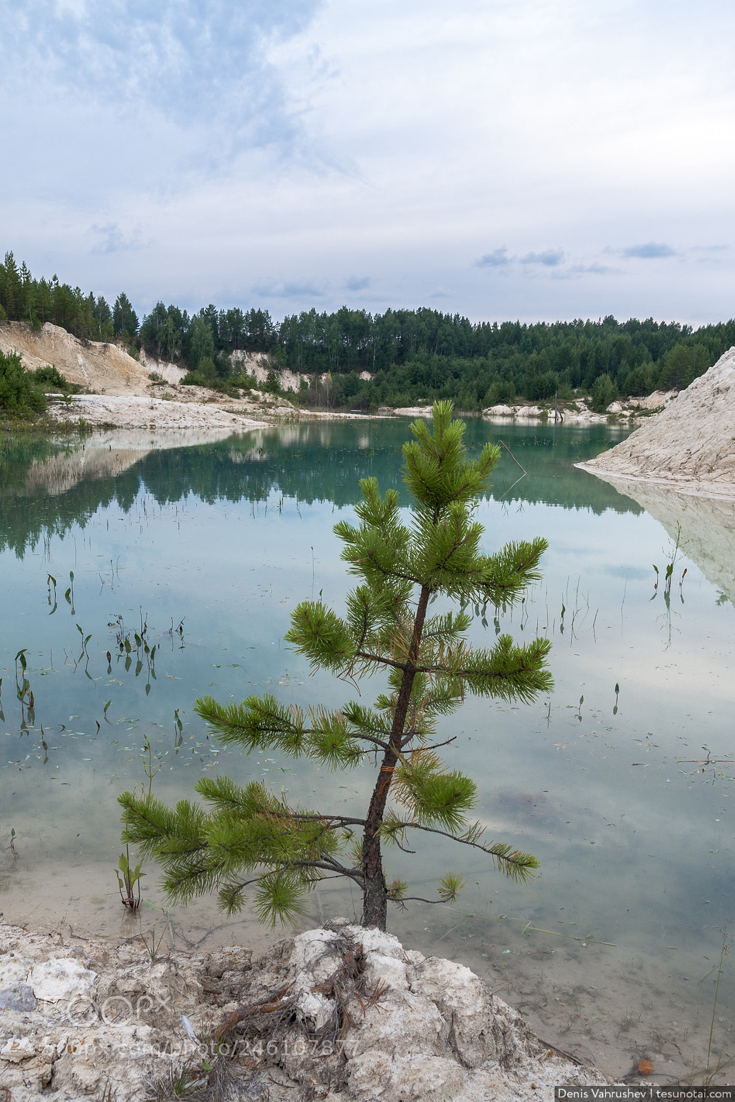 Canon EOS 40D sample photo. Young spruce on the photography