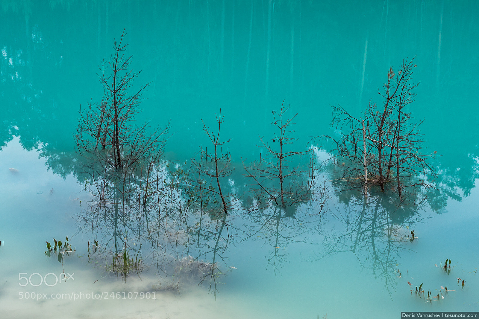 Canon EOS 40D sample photo. Flooded spruces photography