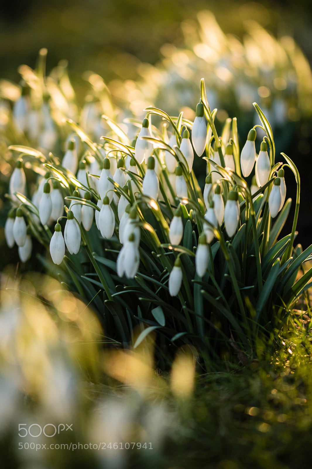 Nikon D5600 sample photo. Spring photography