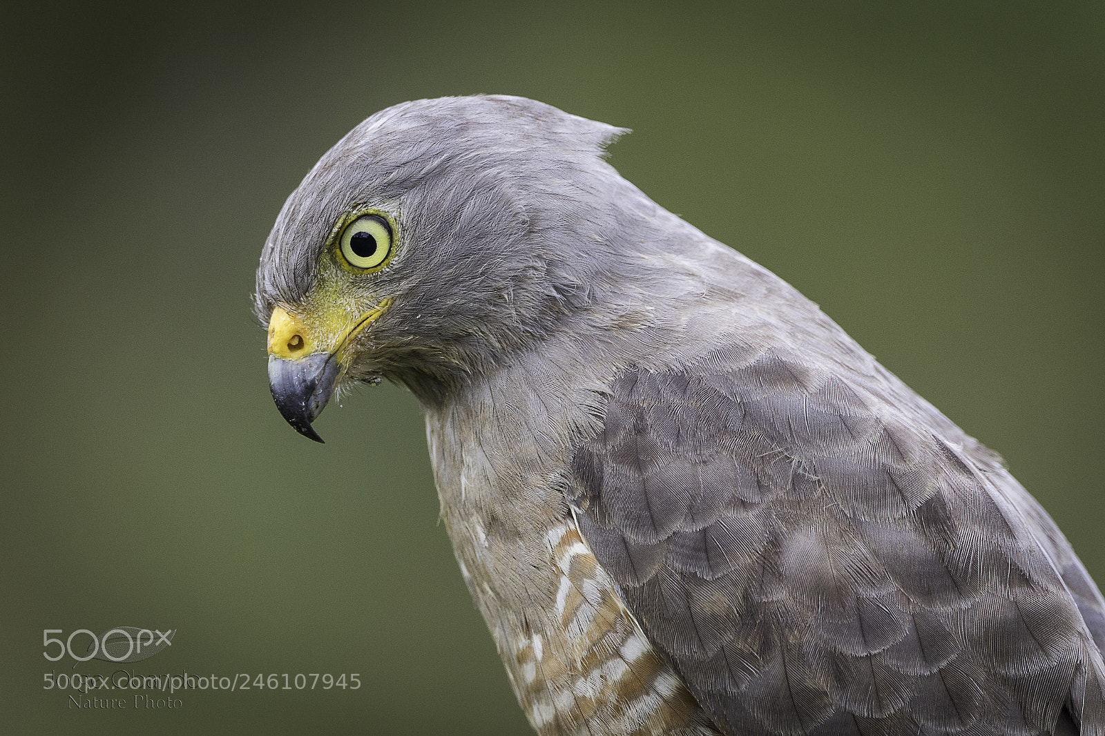 Canon EOS 7D Mark II sample photo. Roadside hawk photography
