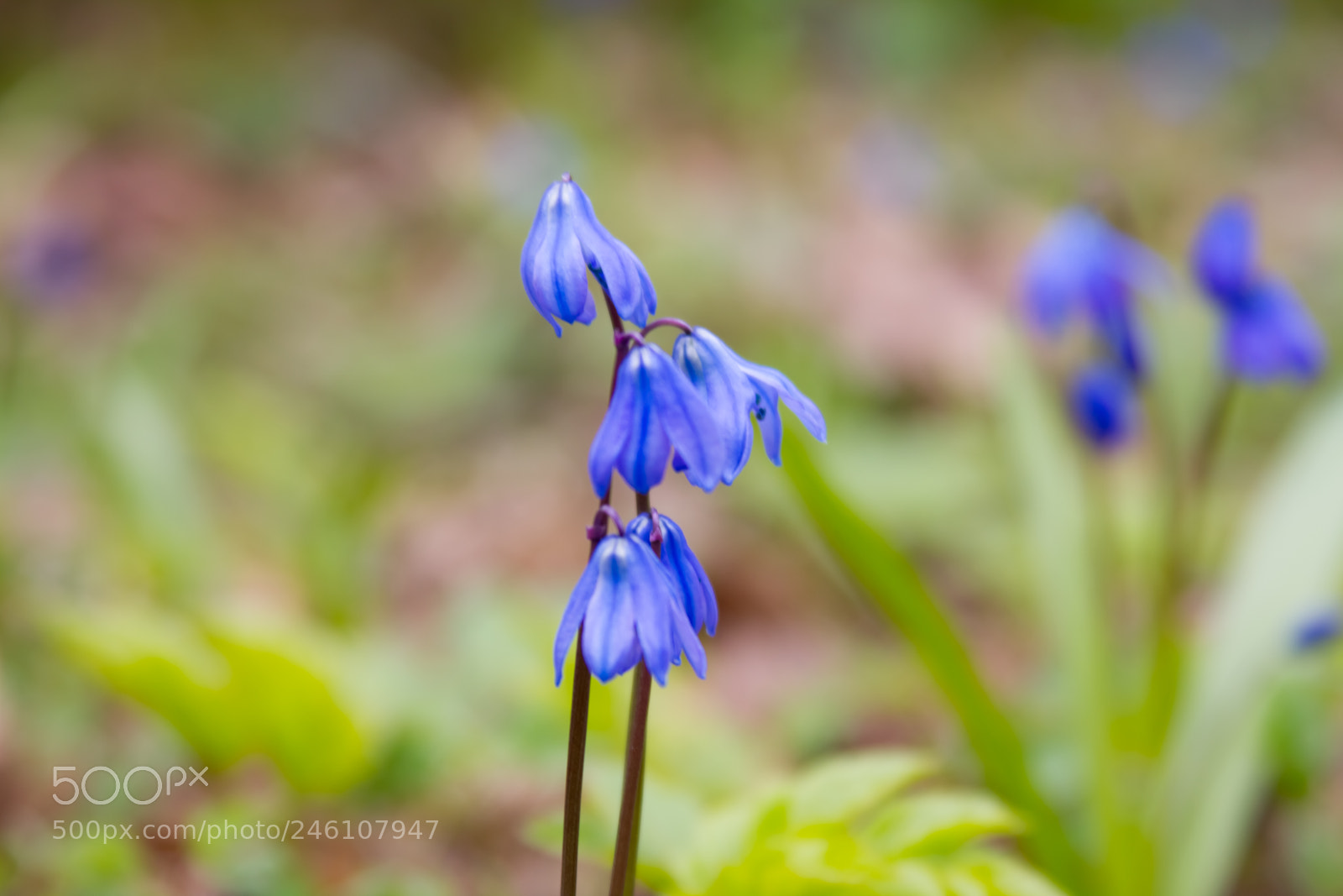 Canon EOS 7D sample photo. Scilla flowers on forest photography