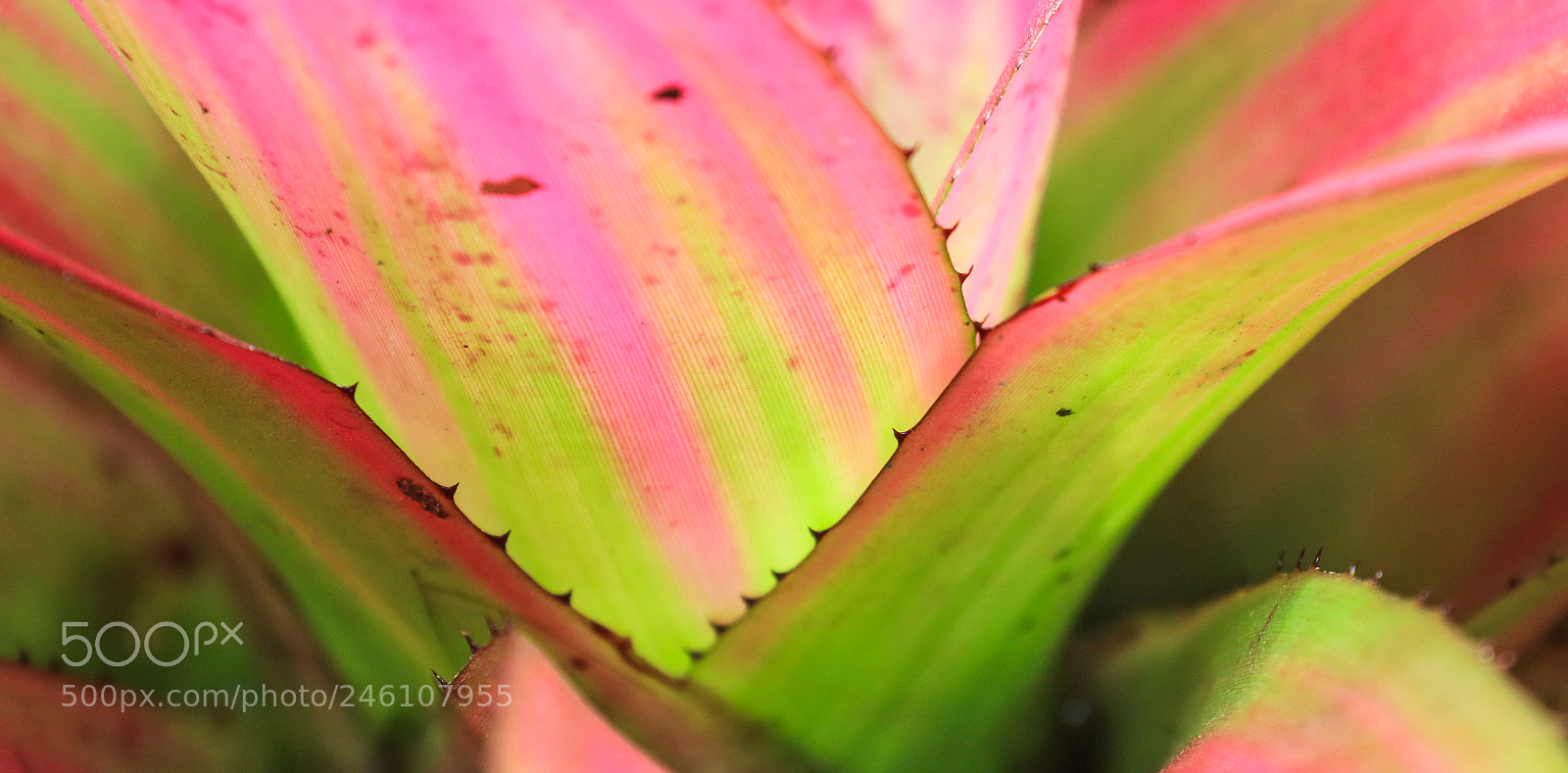 Canon EOS 5DS R sample photo. Huntes garden 10, barbados photography