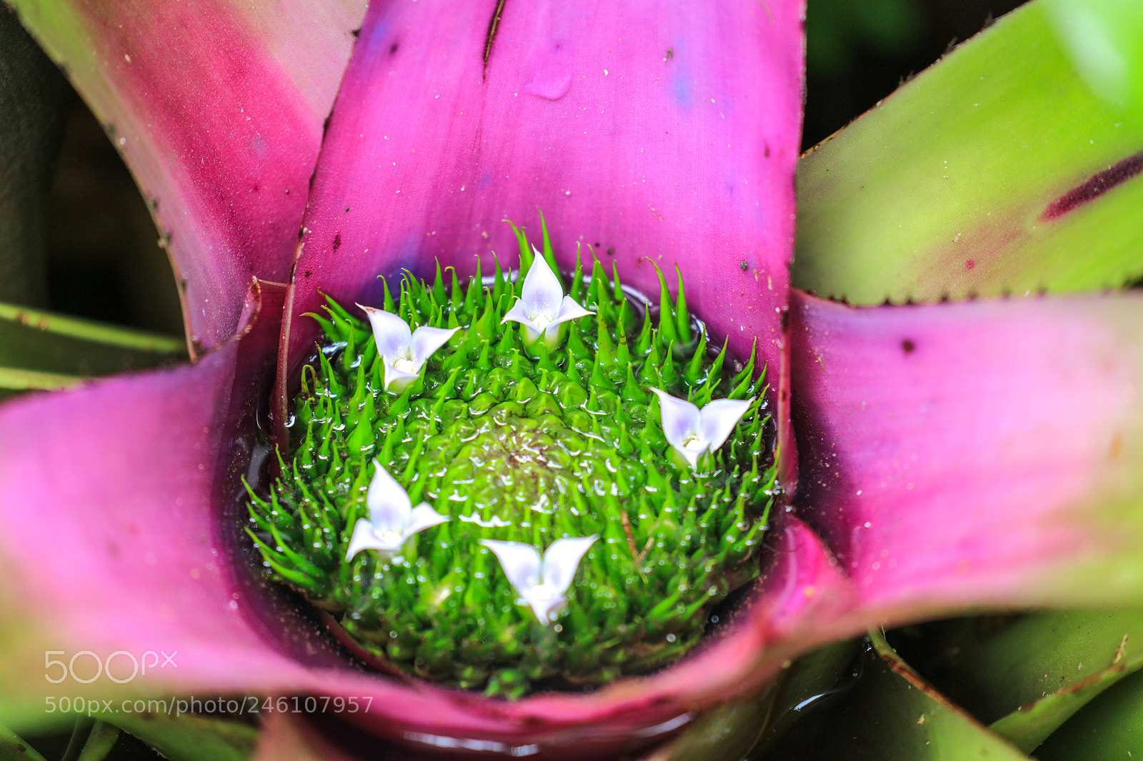 Canon EOS 5DS R sample photo. Huntes garden 9, barbados photography