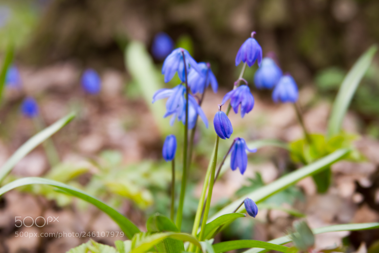 Canon EOS 7D sample photo. Scilla flowers on forest photography