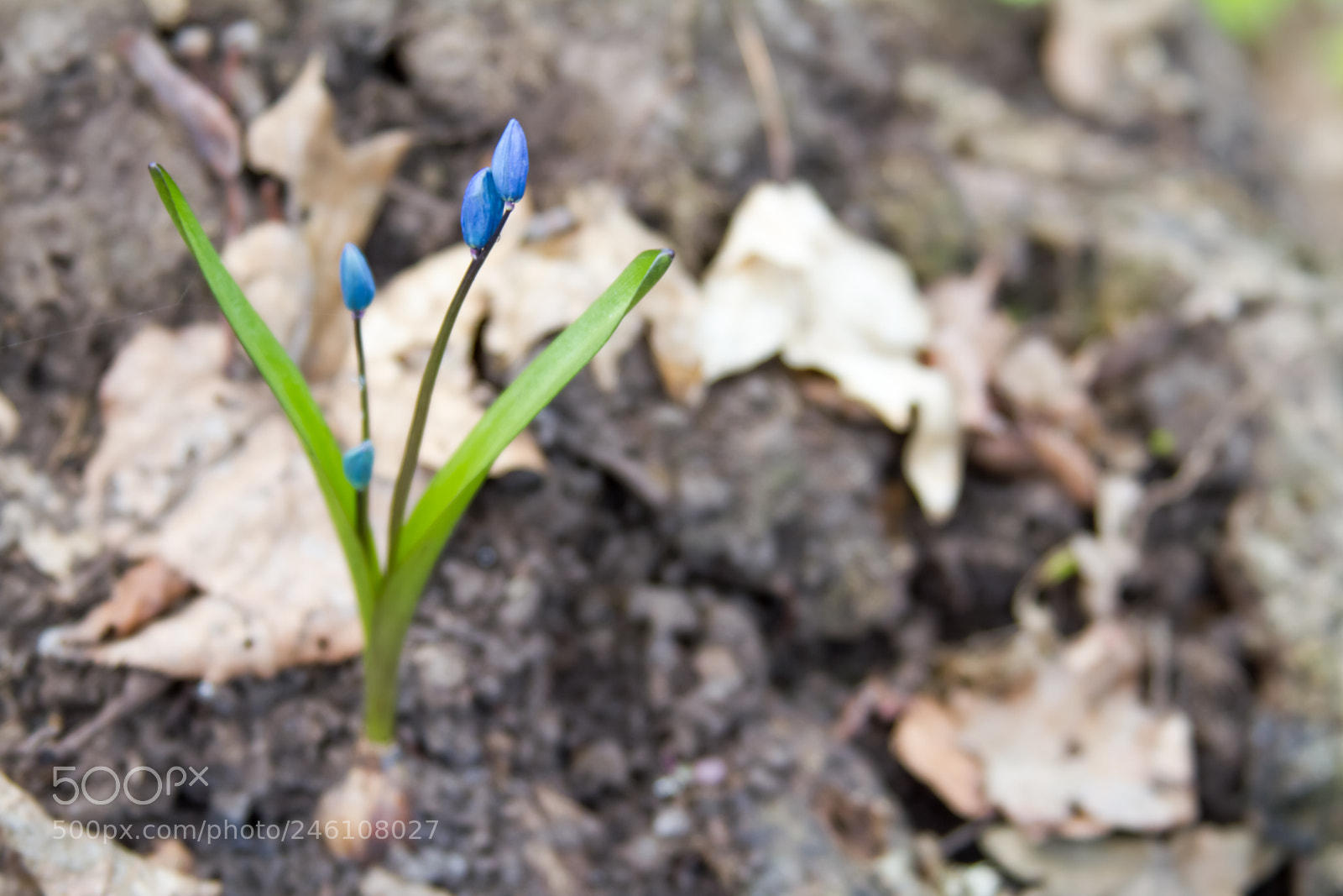Canon EOS 7D sample photo. Scilla flowers on forest photography
