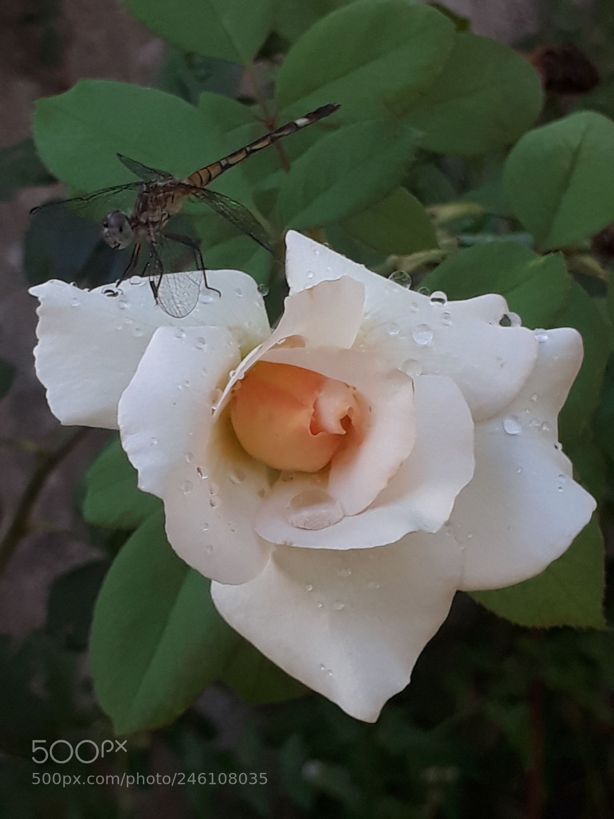 Samsung Galaxy J7 Prime sample photo. Untitled photography