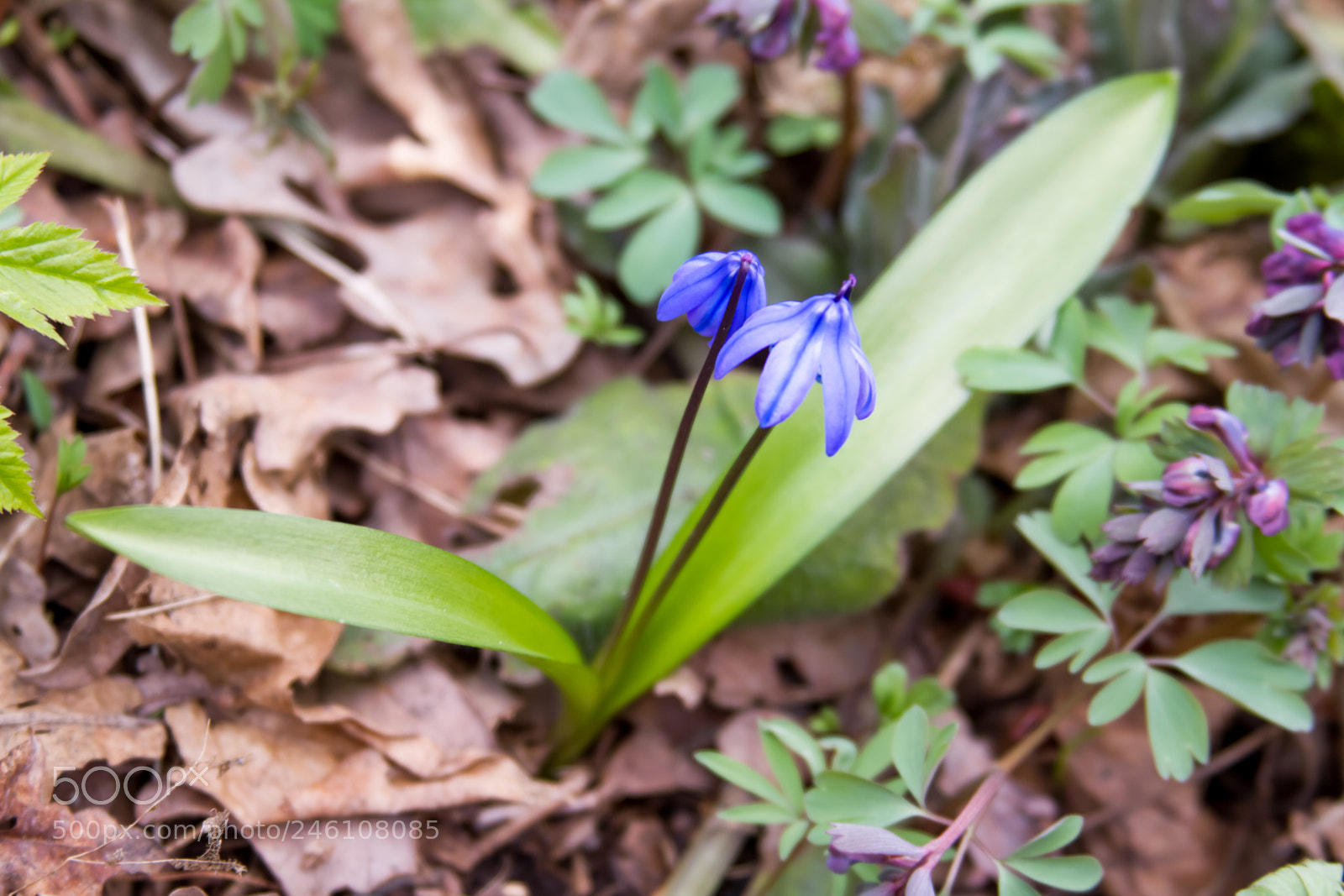 Canon EOS 7D sample photo. Scilla flowers on forest photography