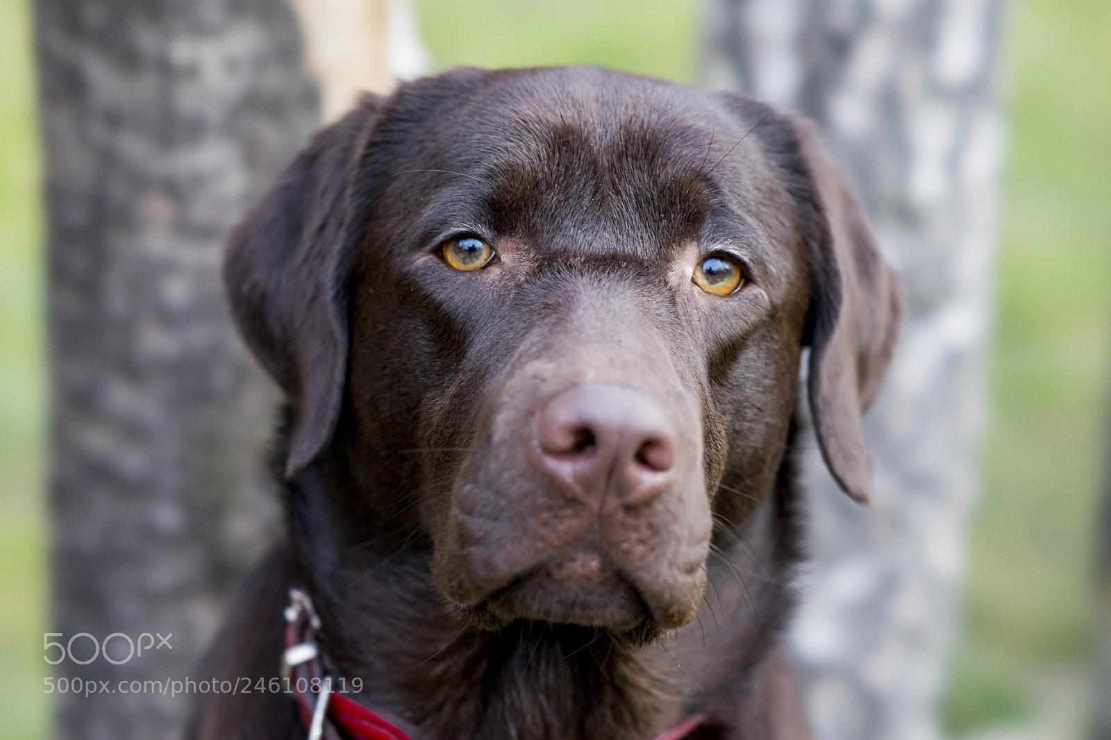 Sony a7 II sample photo. Dsc photography