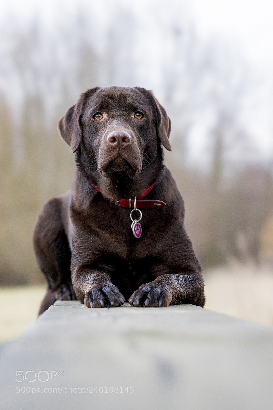 Sony a7 II sample photo. Dsc photography