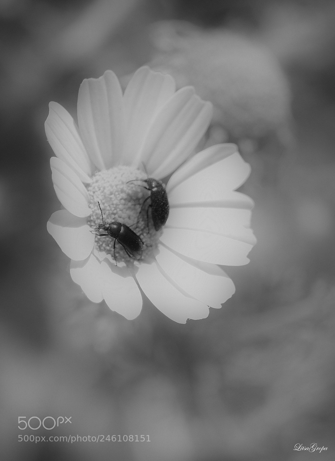 Nikon D5100 sample photo. Untitled photography