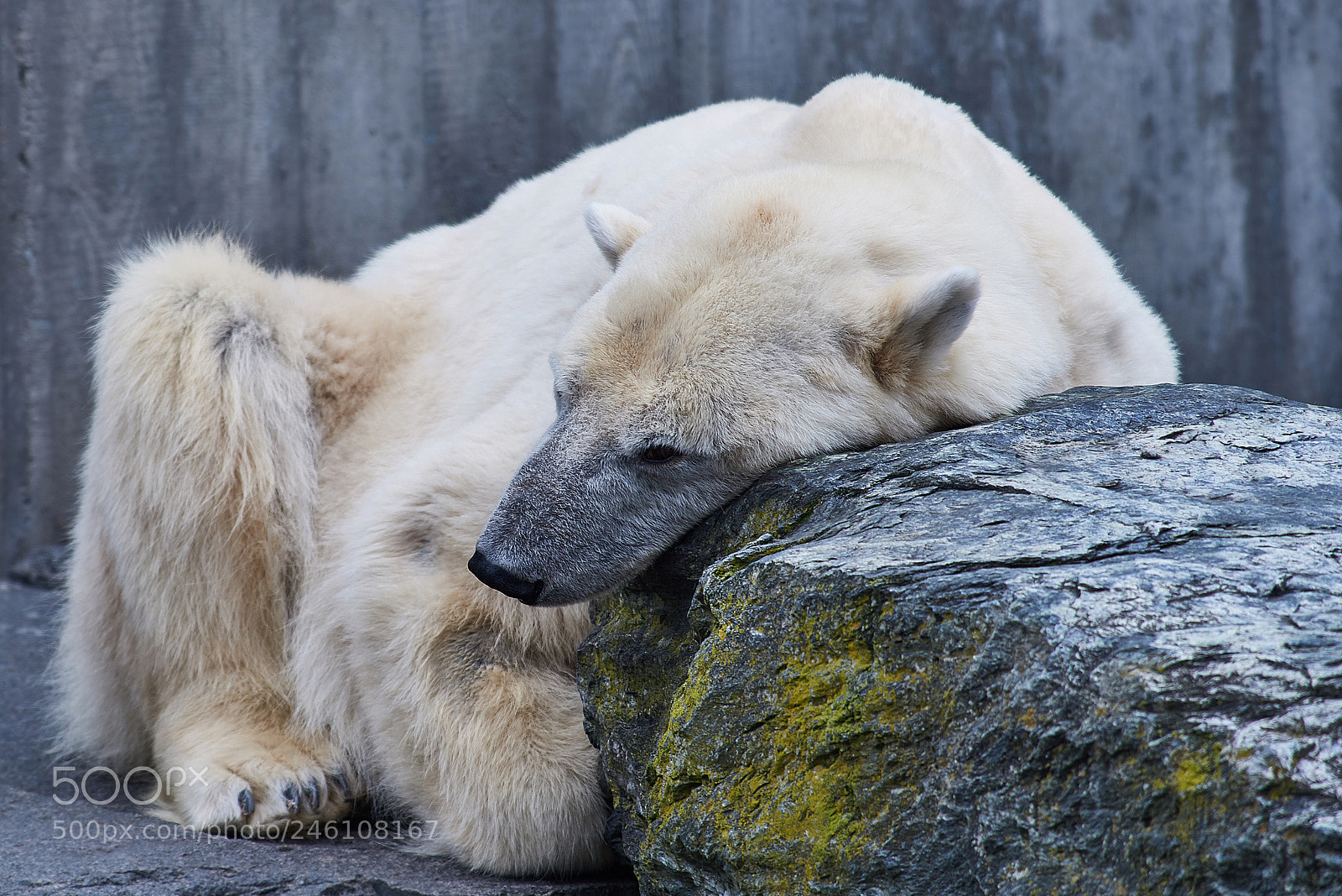 Nikon D810 sample photo. Polar bear photography