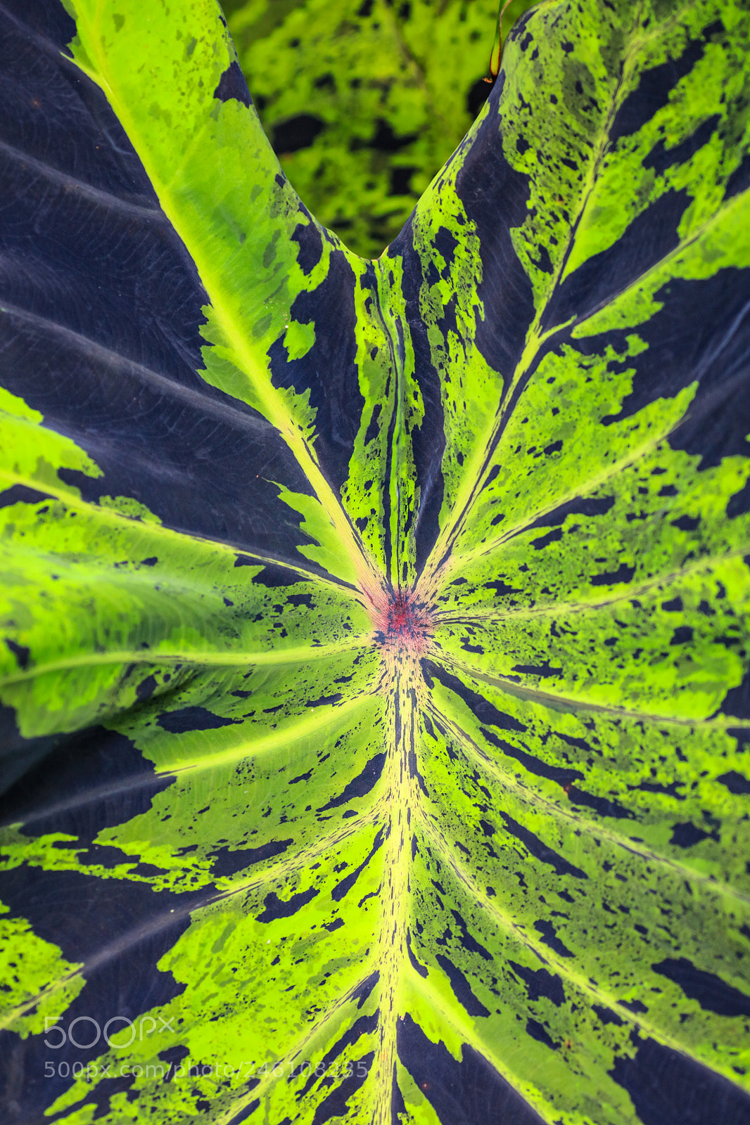 Canon EOS 5DS R sample photo. Huntes garden 12, barbados photography