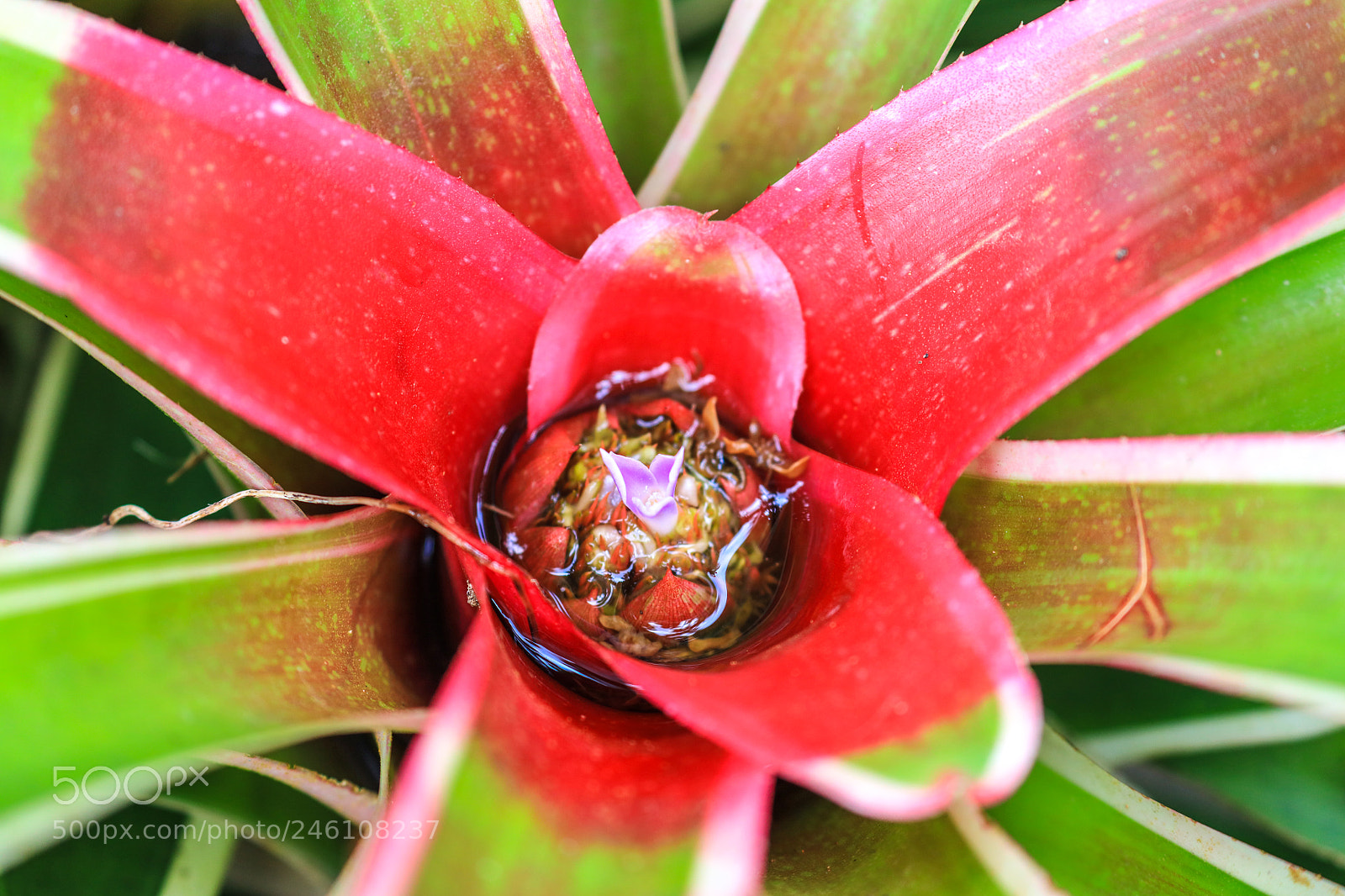 Canon EOS 5DS R sample photo. Huntes garden 13, barbados photography