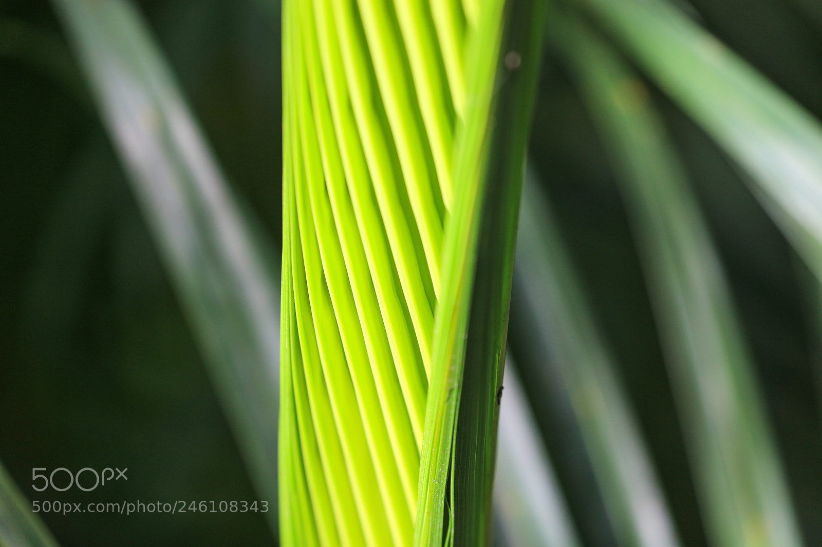 Canon EOS 5DS R sample photo. Huntes garden 14, barbados photography
