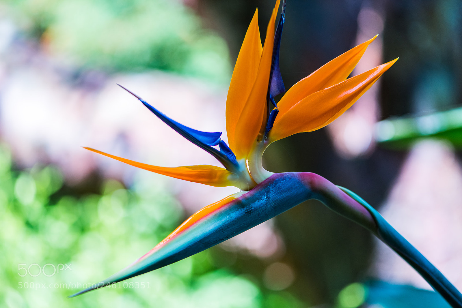 Nikon D810 sample photo. Bird of paradise photography