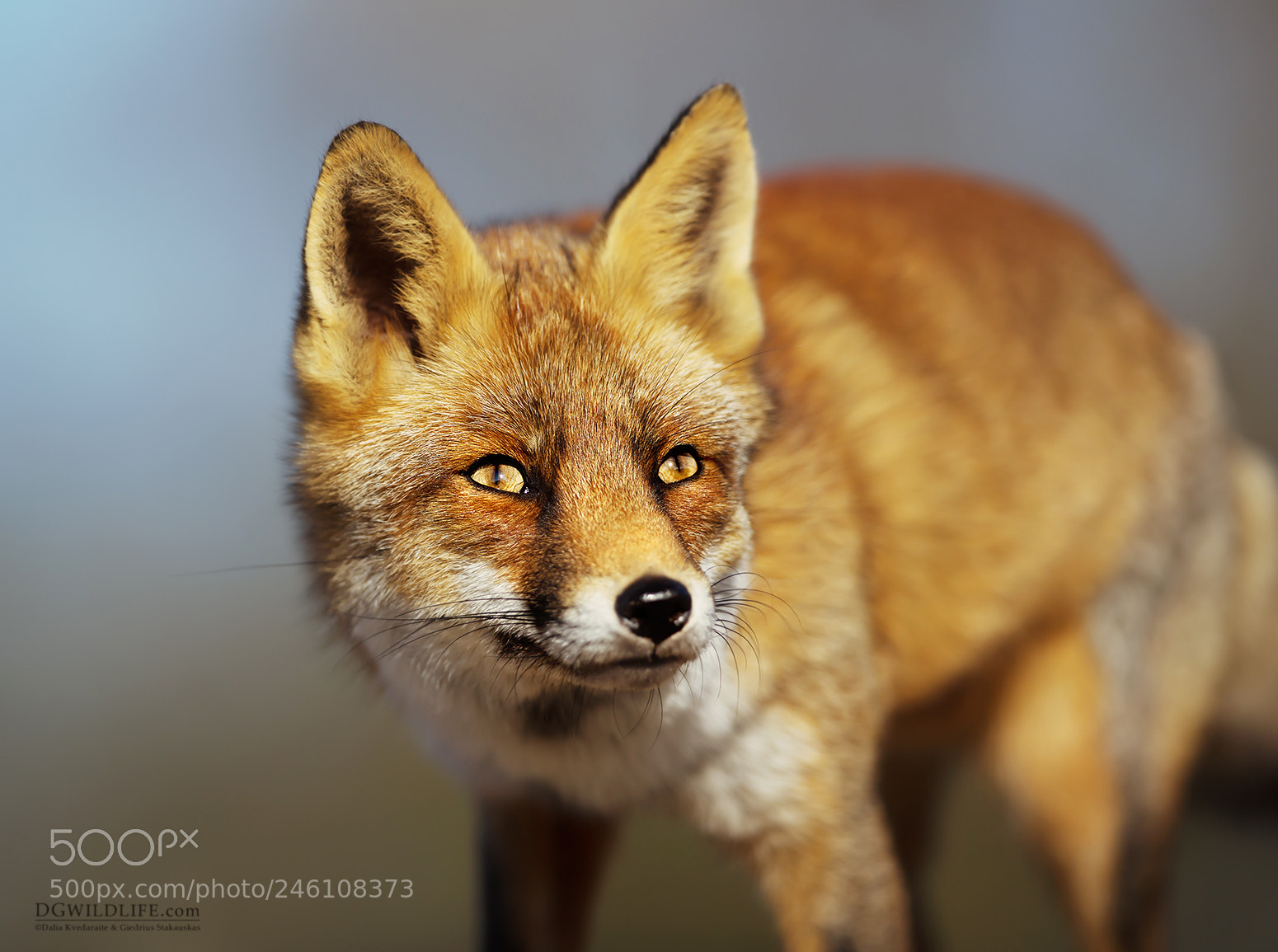 Canon EOS-1D X sample photo. Red fox photography