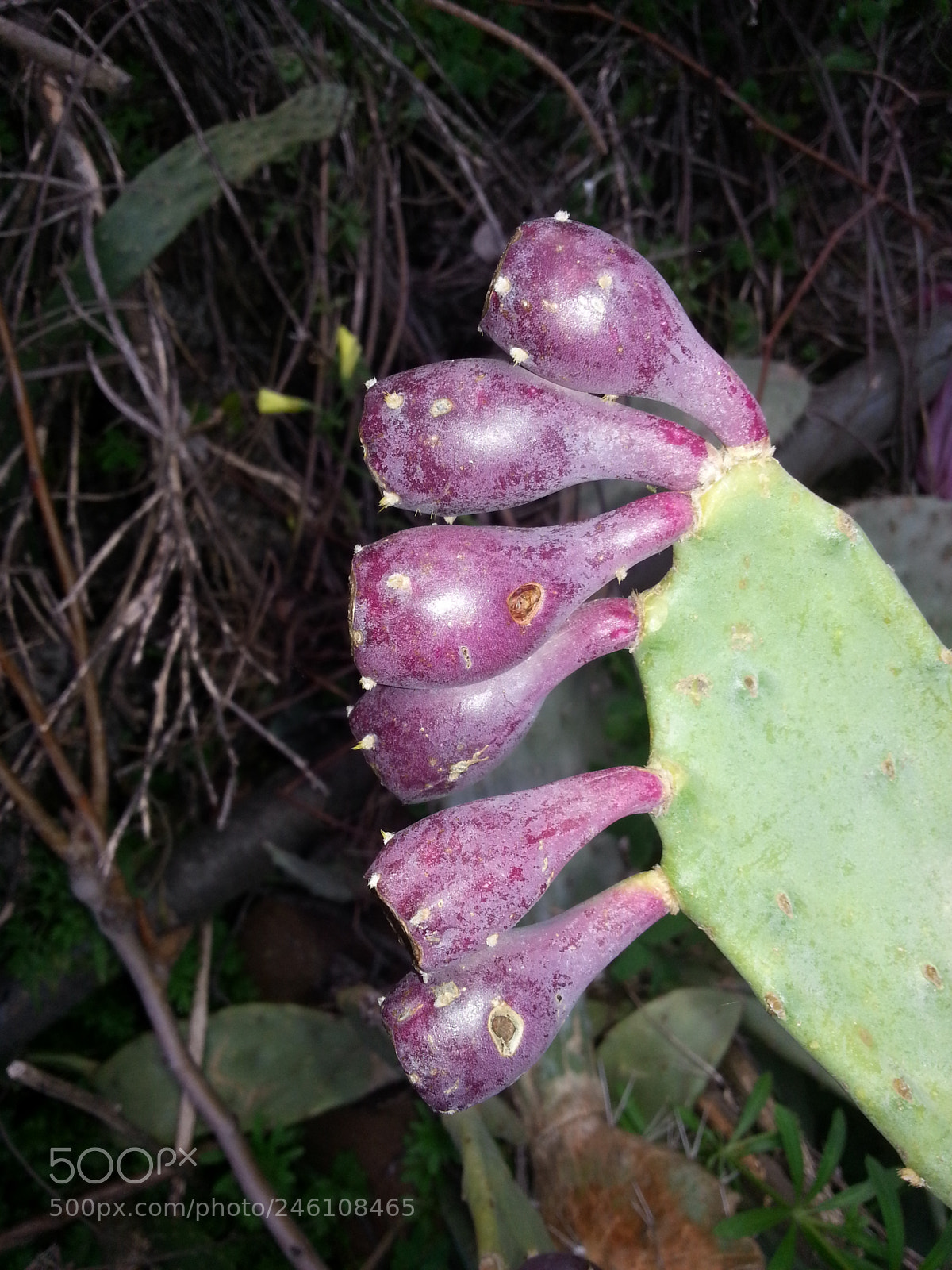 Samsung Galaxy S3 sample photo. Untitled photography