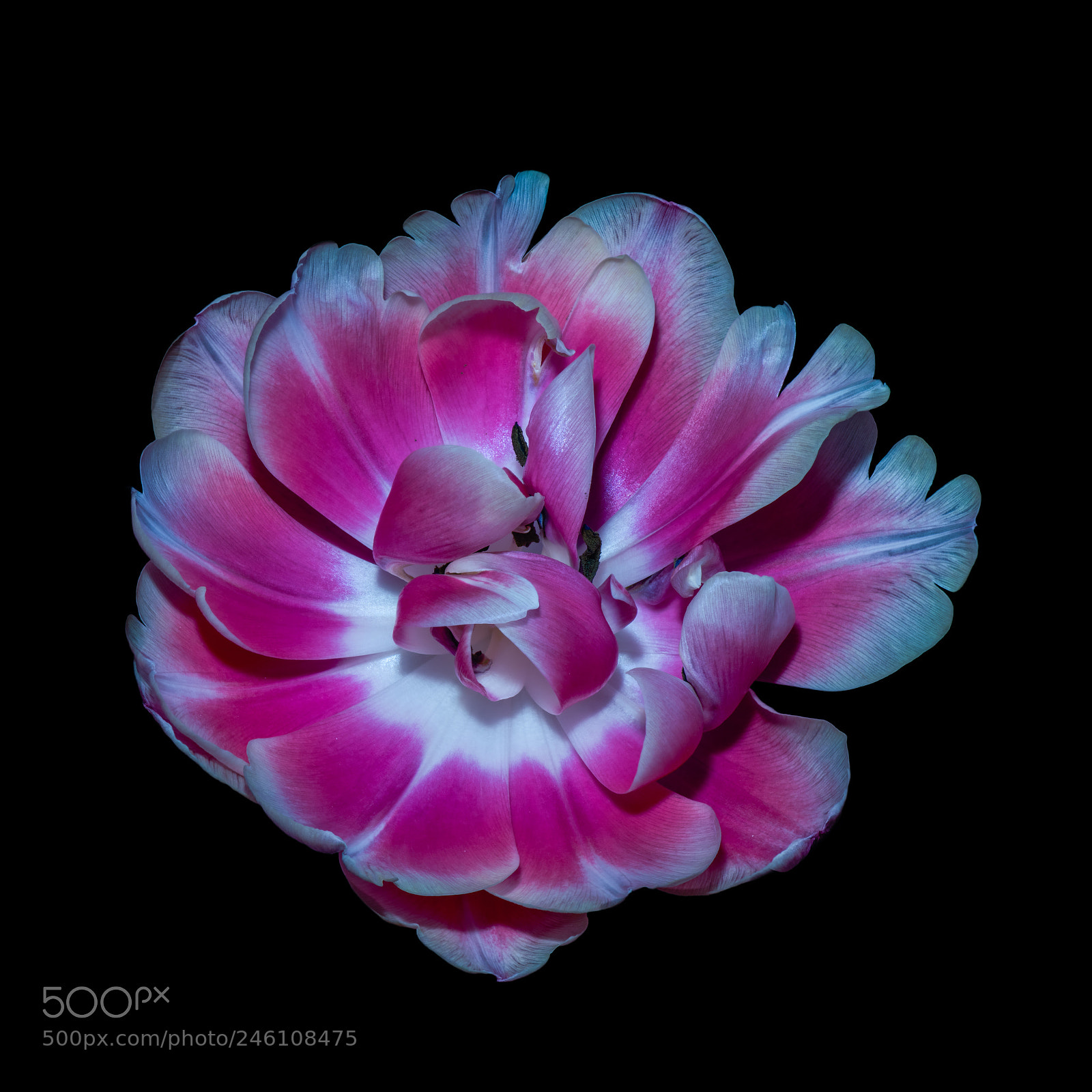 Nikon D810 sample photo. White pink tulip photography
