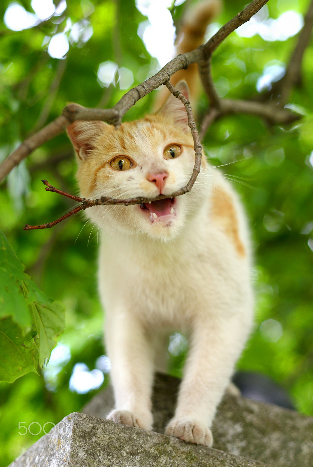 Nikon D610 + Nikon AF Nikkor 50mm F1.8D sample photo. Cat on a background of blurred foliage, photography