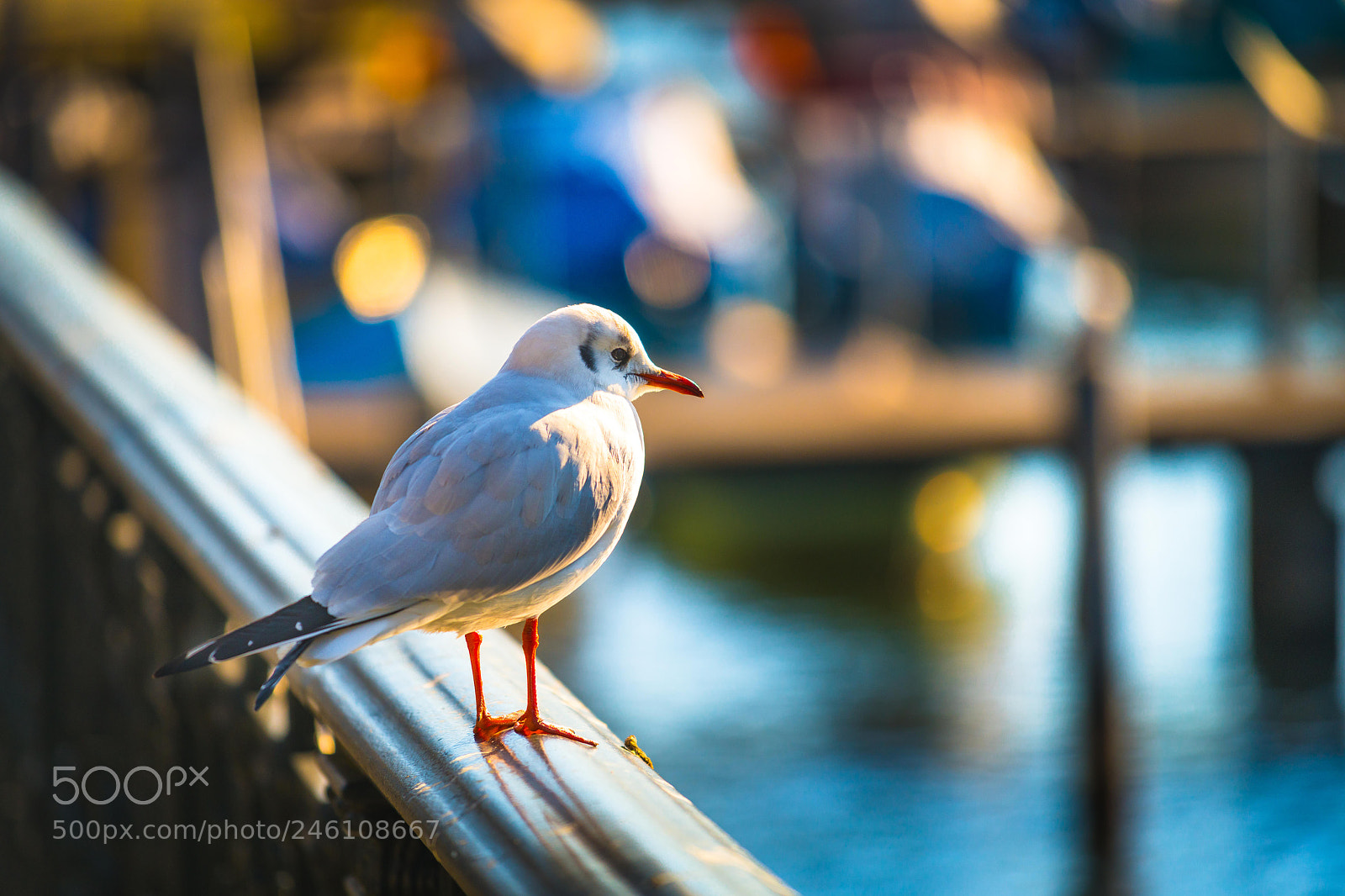 Nikon D850 sample photo. Gull. zurich, february 2018 photography