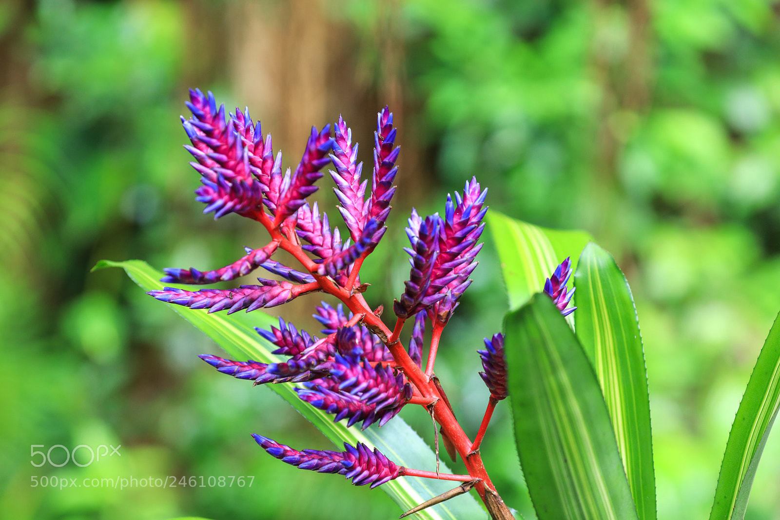 Canon EOS 5DS R sample photo. Huntes garden 15, barbados photography
