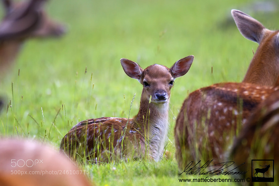 Canon EOS 7D sample photo. The baby photography