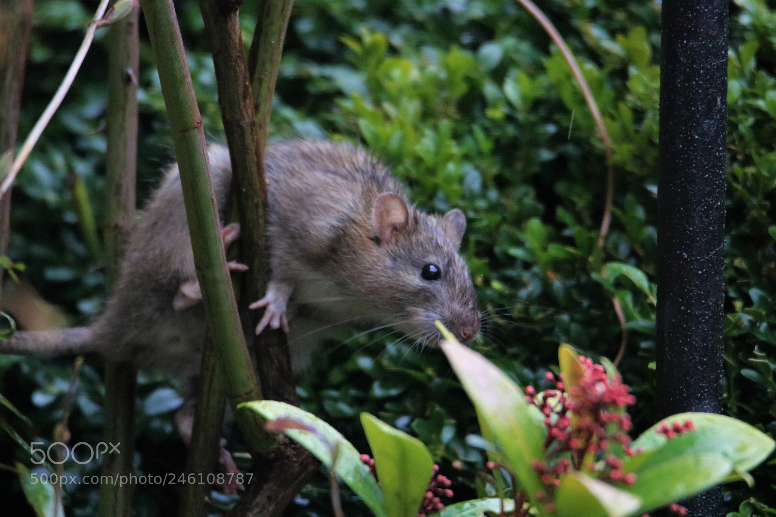 Canon EOS 750D (EOS Rebel T6i / EOS Kiss X8i) sample photo. Happy rat photography