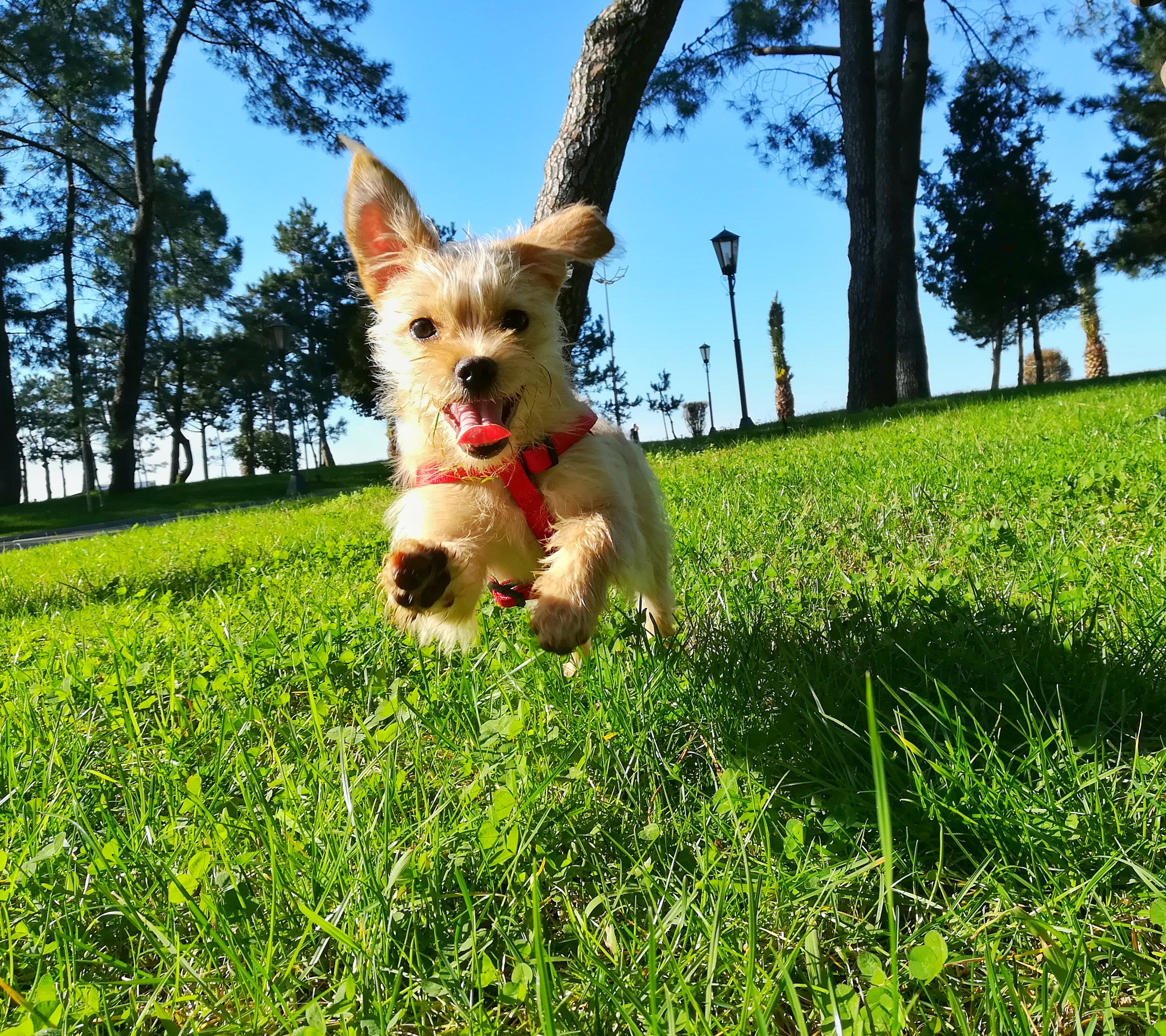 HUAWEI P8 lite 2017 sample photo. Cute puppy photography