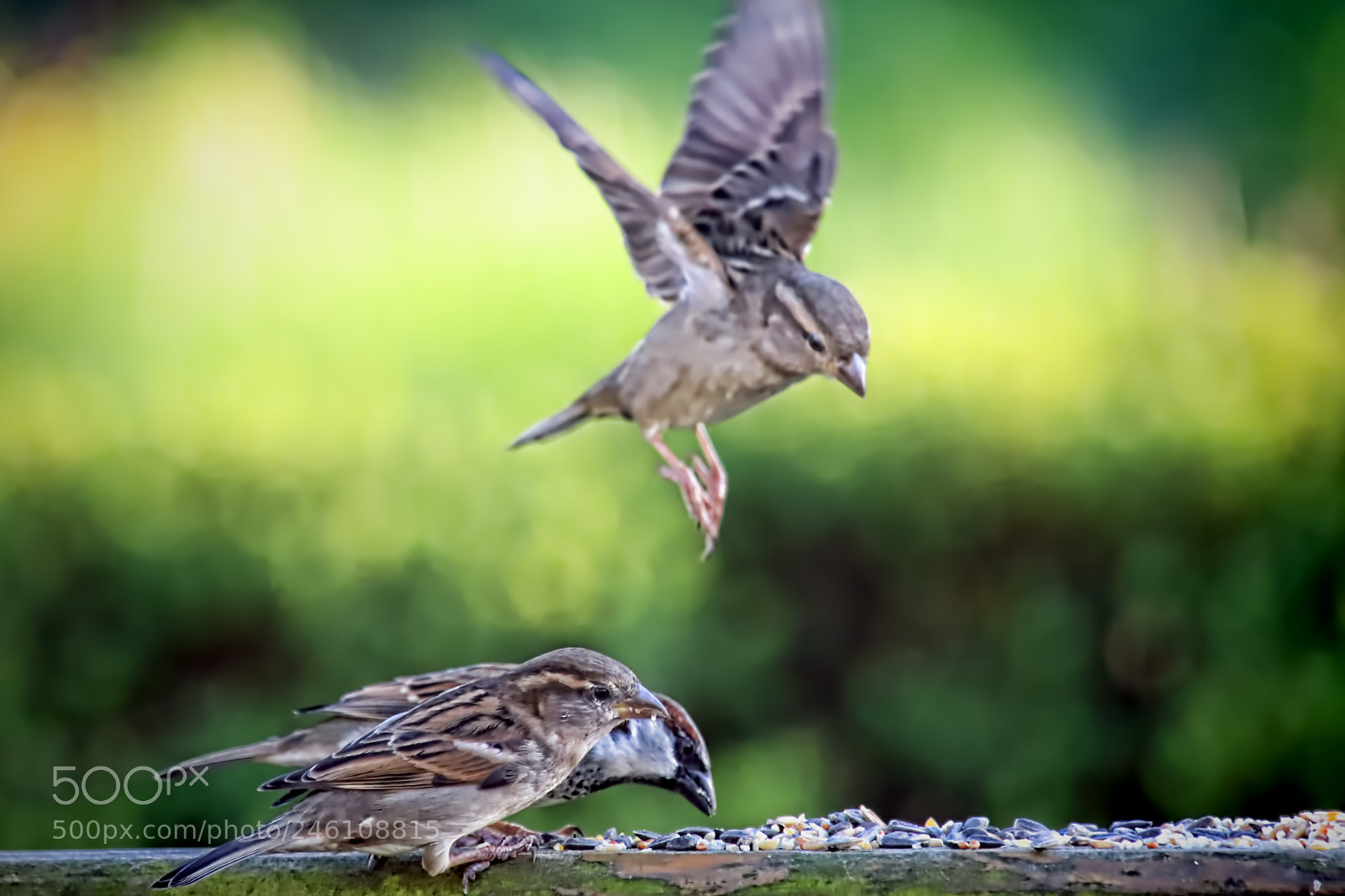 Canon EOS 6D Mark II sample photo. Sparrows photography