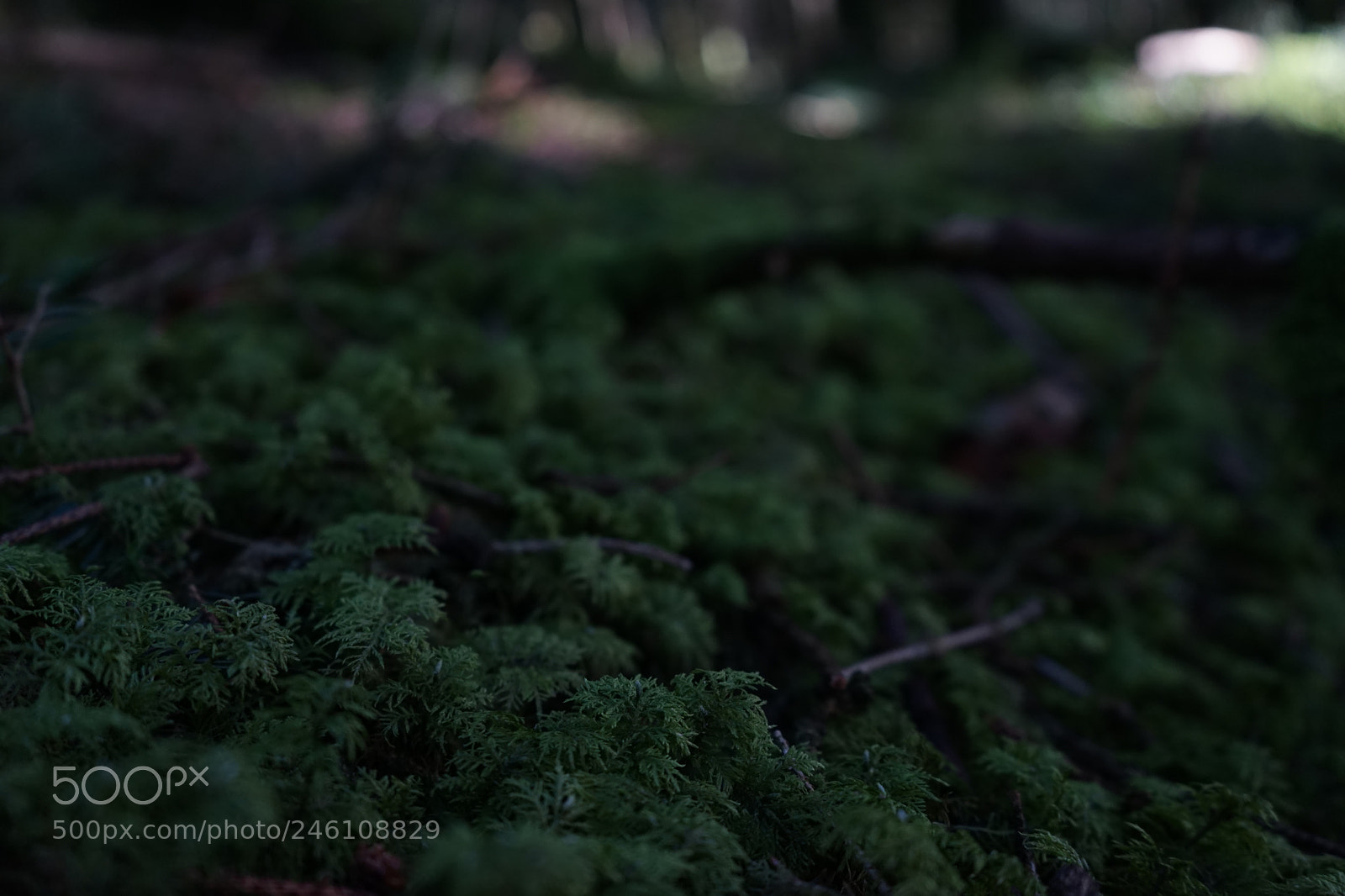 Sony a7 sample photo. Untitled photography