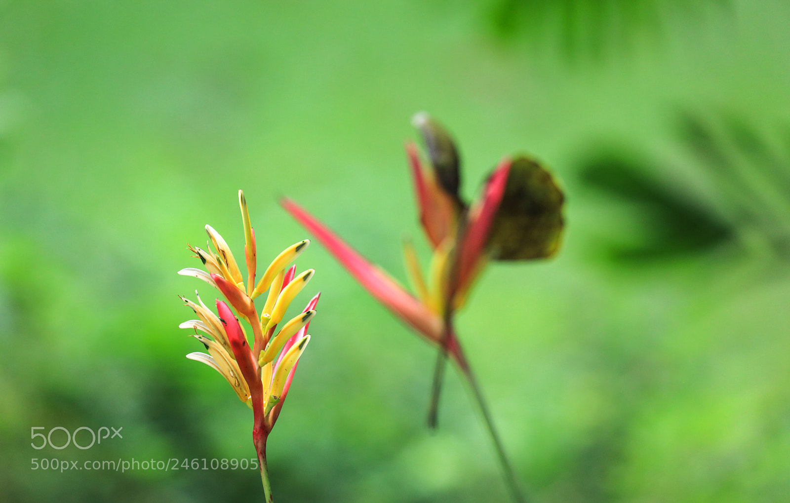 Canon EOS 5DS R sample photo. Huntes garden 16, barbados photography